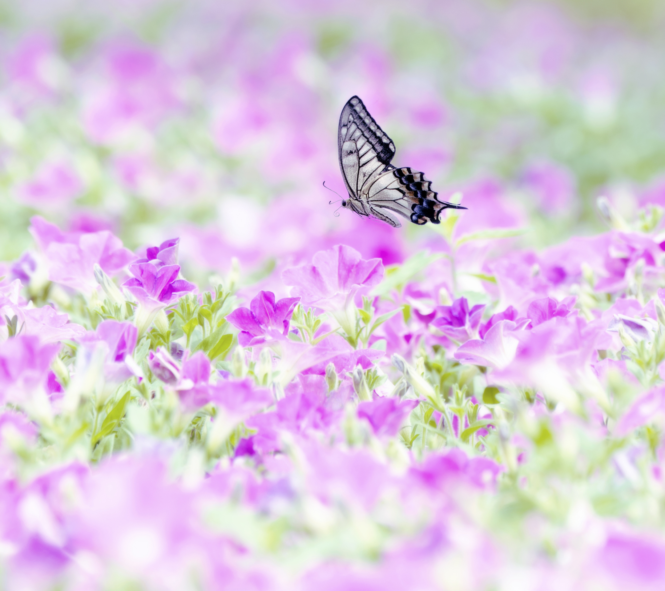 1263143 descargar fondo de pantalla animales, mariposa, naturaleza, flor, petunia: protectores de pantalla e imágenes gratis