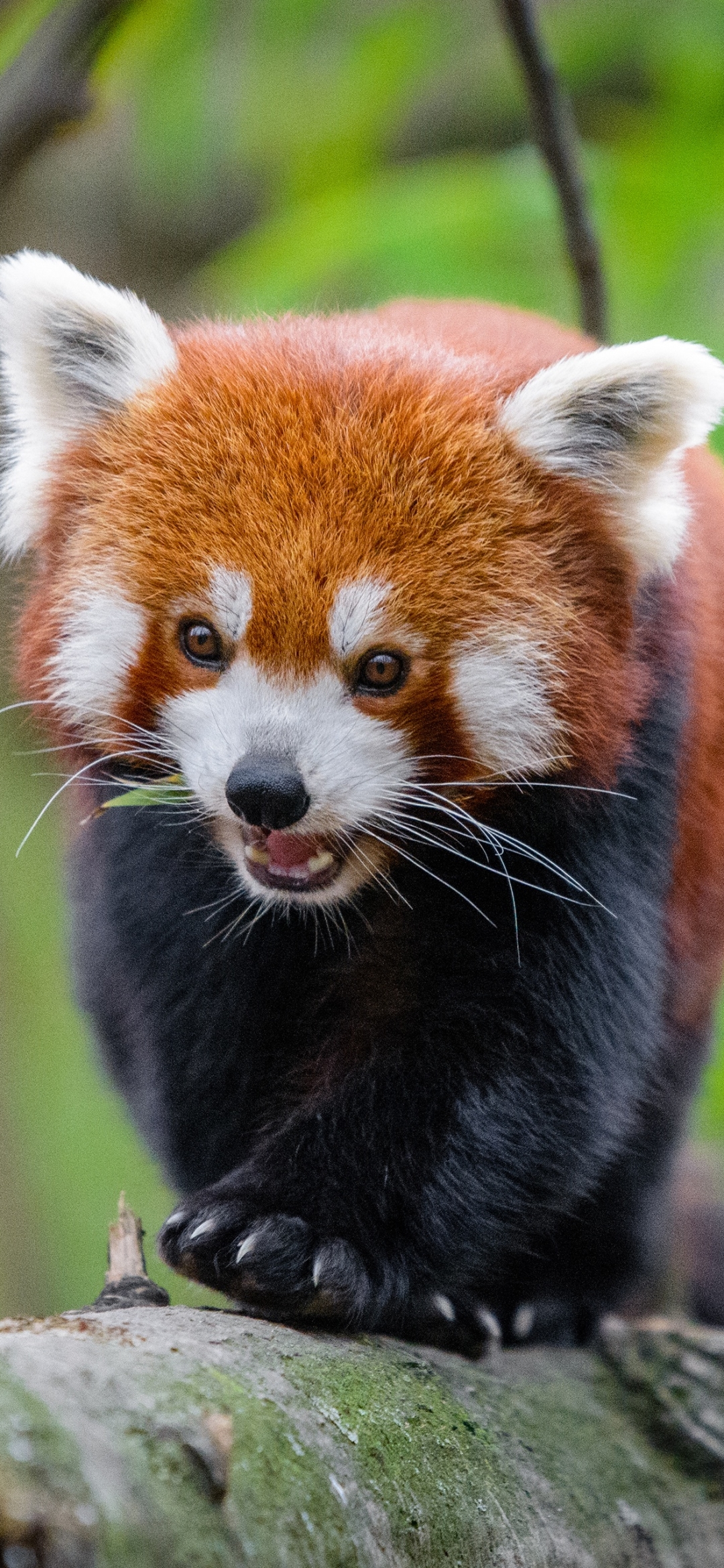 Baixar papel de parede para celular de Animais, Panda Vermelho gratuito.