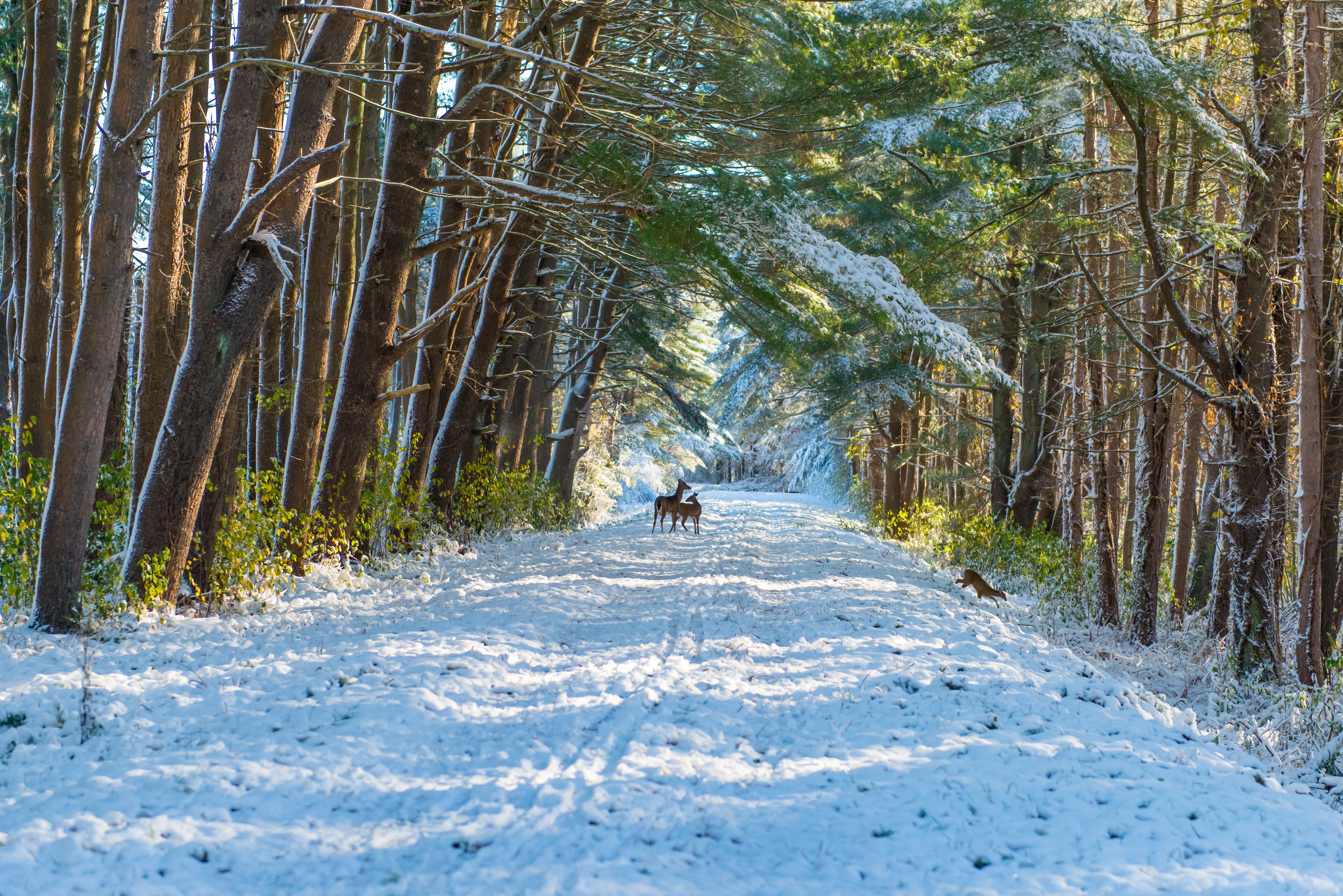 Descarga gratuita de fondo de pantalla para móvil de Animales, Invierno, Nieve, Bosque, Venado.