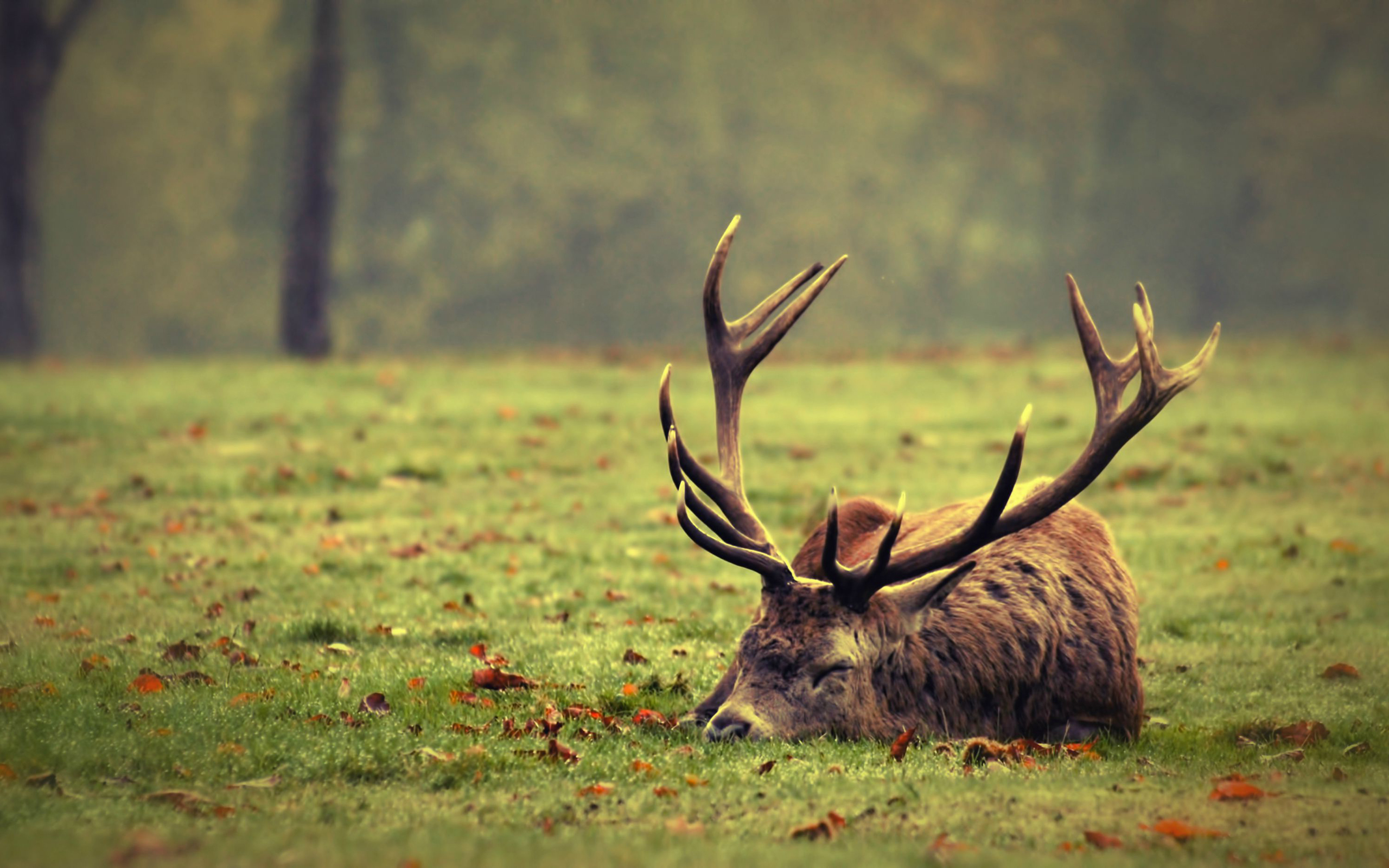 Handy-Wallpaper Tiere, Hirsch kostenlos herunterladen.