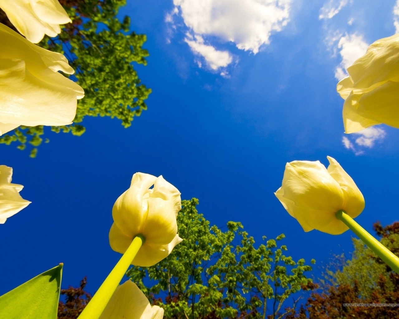 301 économiseurs d'écran et fonds d'écran Tulipes sur votre téléphone. Téléchargez  images gratuitement