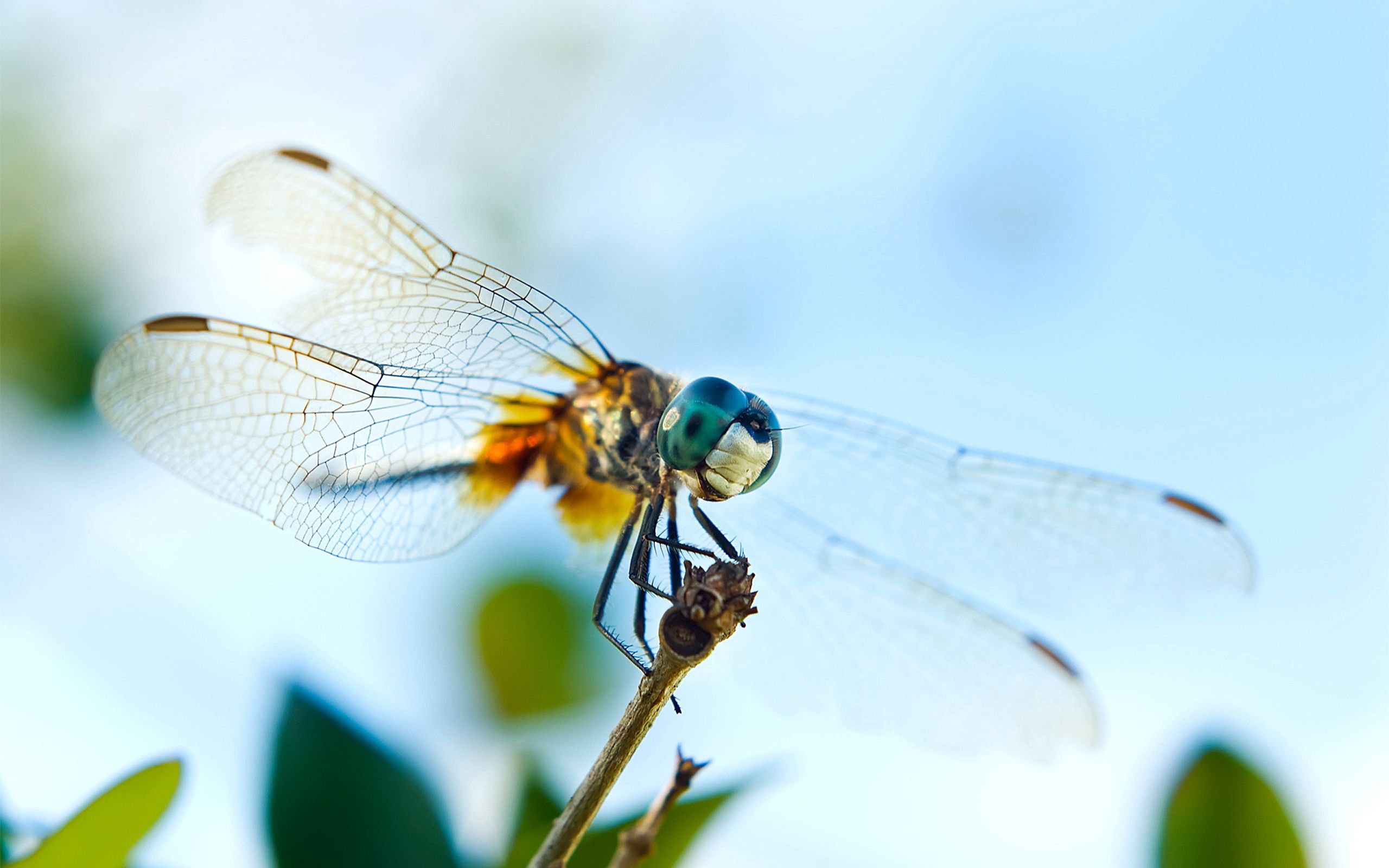 Download mobile wallpaper Macro, Flight, Insect, Wings, Dragonfly for free.