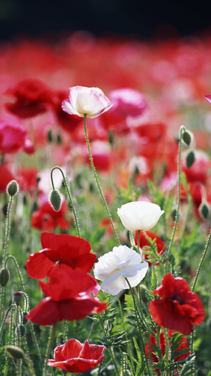 Handy-Wallpaper Blumen, Mohn, Blume, Erde/natur kostenlos herunterladen.