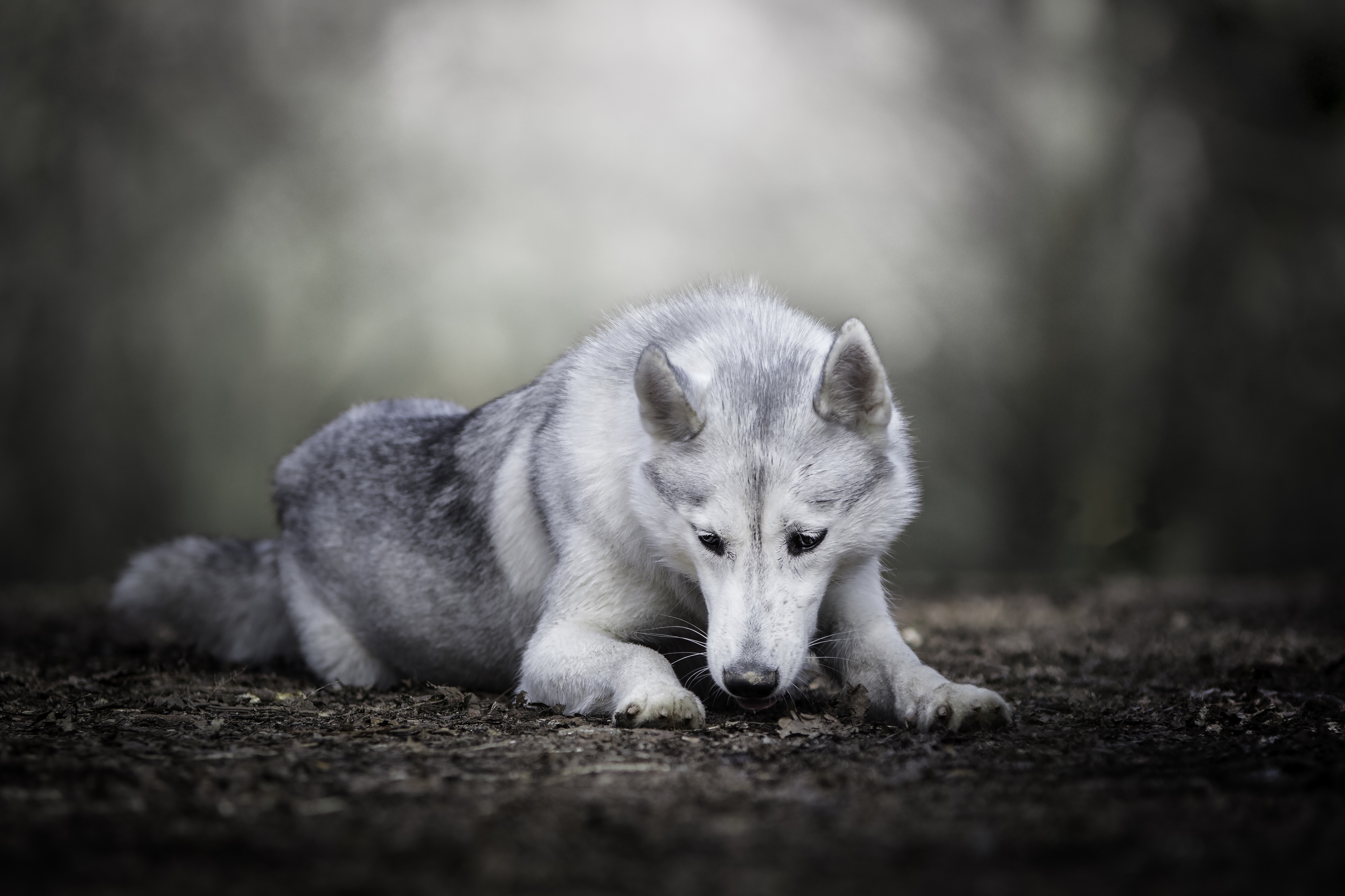 435059 descargar imagen animales, perro lobo, profundidad de campo, perro, perros: fondos de pantalla y protectores de pantalla gratis