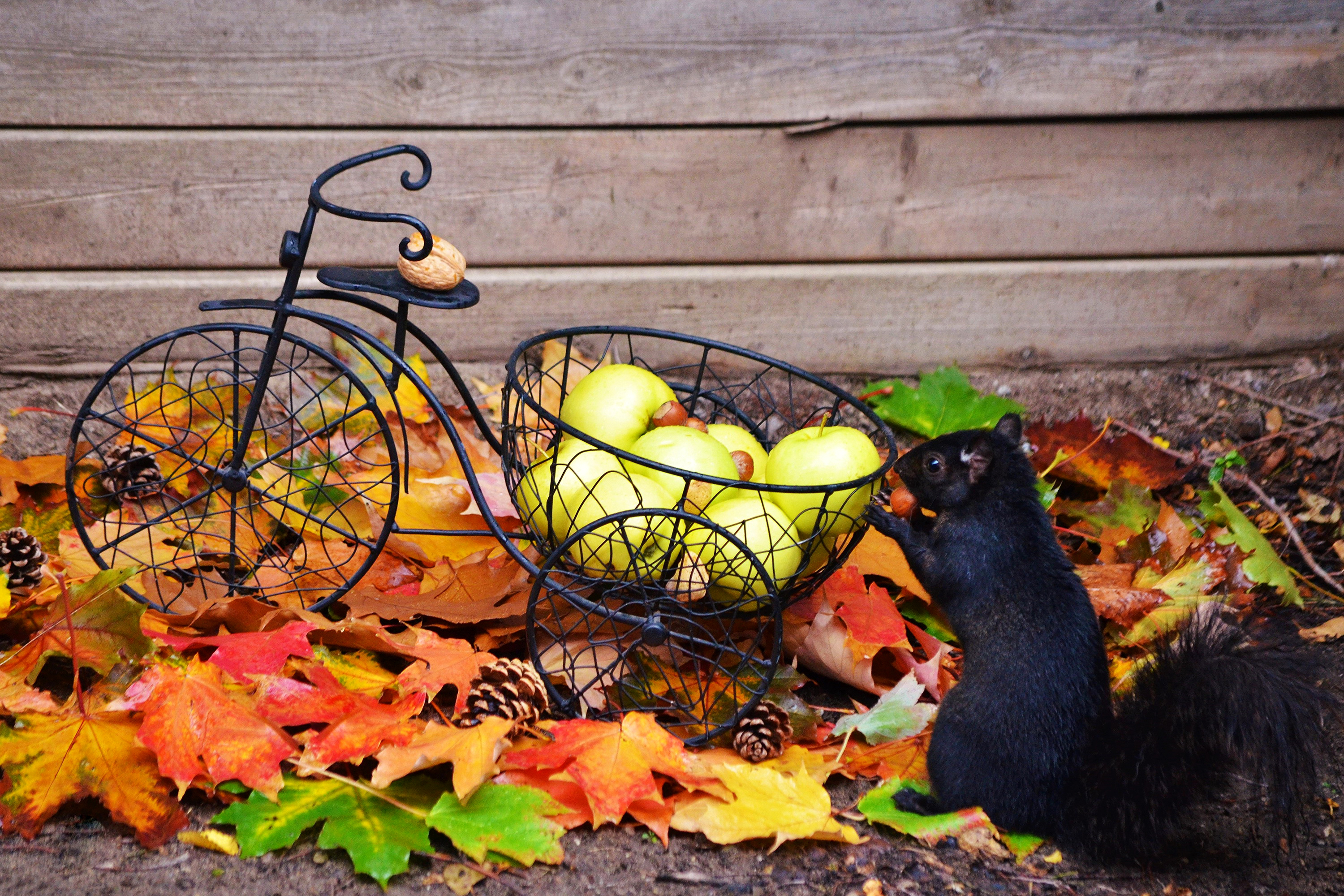 Free download wallpaper Squirrel, Apple, Leaf, Fall, Animal on your PC desktop