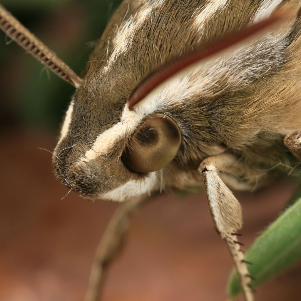 Free download wallpaper Animal, Moth on your PC desktop