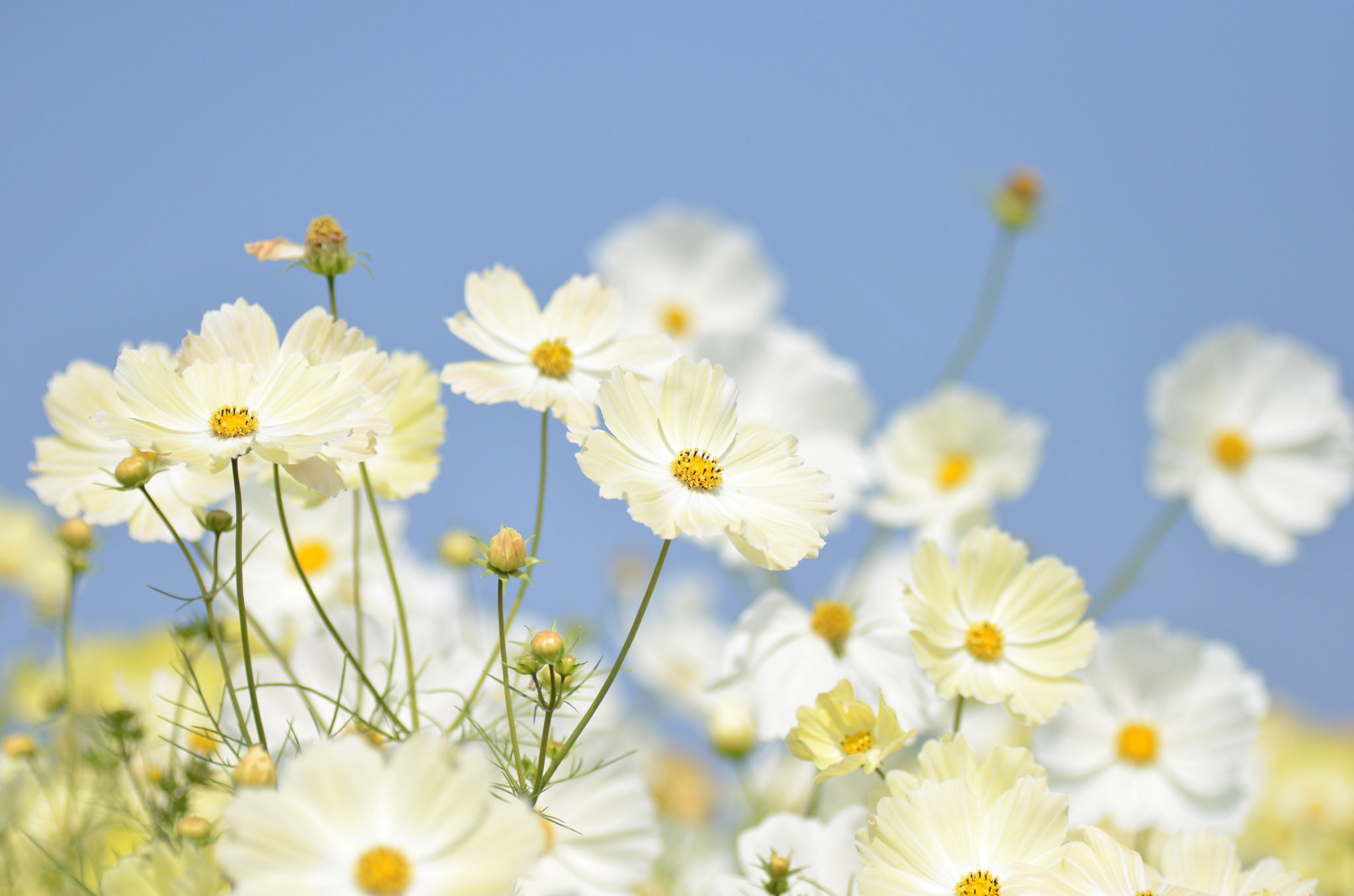 Handy-Wallpaper Natur, Blumen, Blume, Nahansicht, Weiße Blume, Erde/natur kostenlos herunterladen.