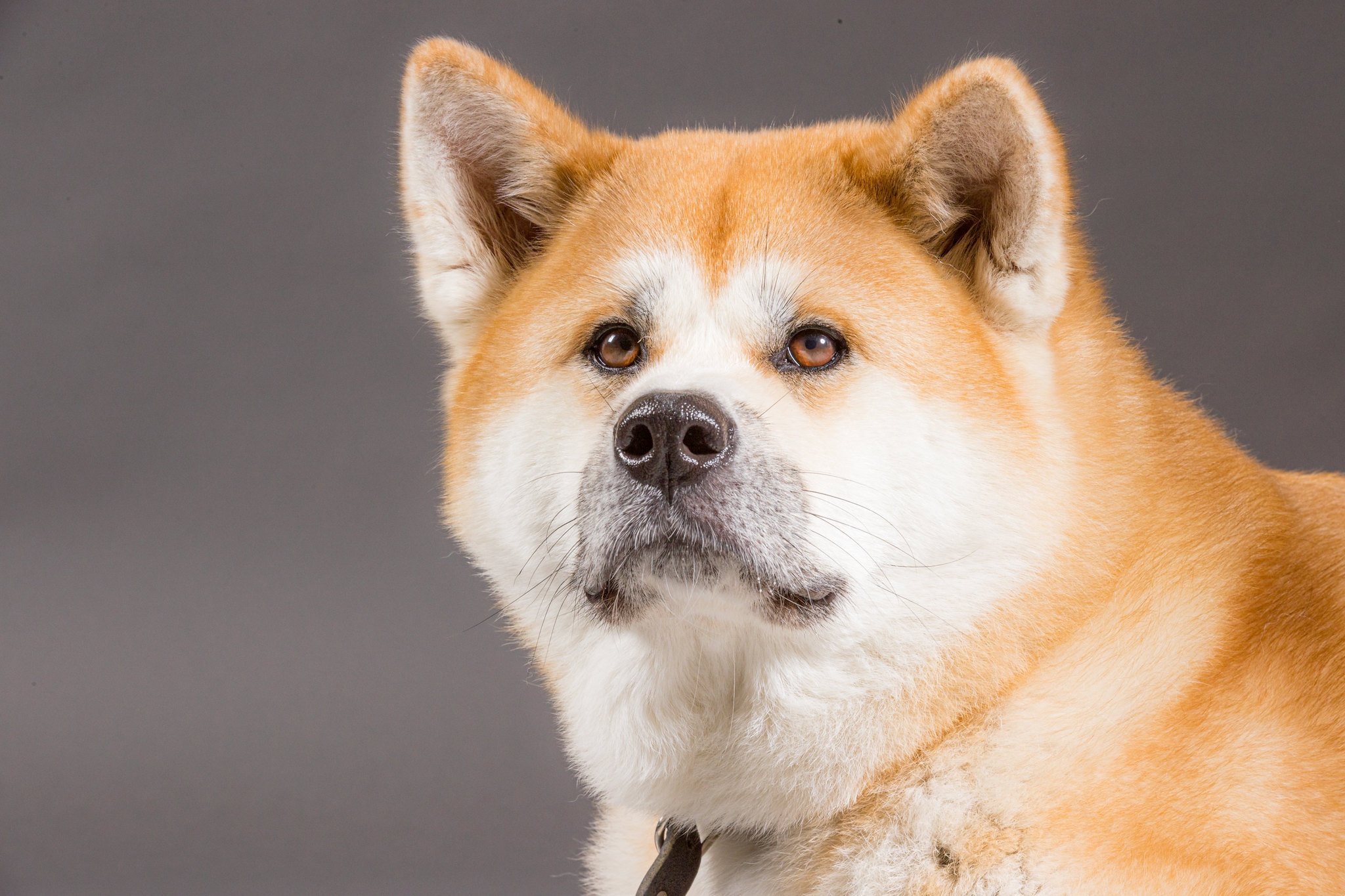 PCデスクトップに動物, 犬, 秋田画像を無料でダウンロード