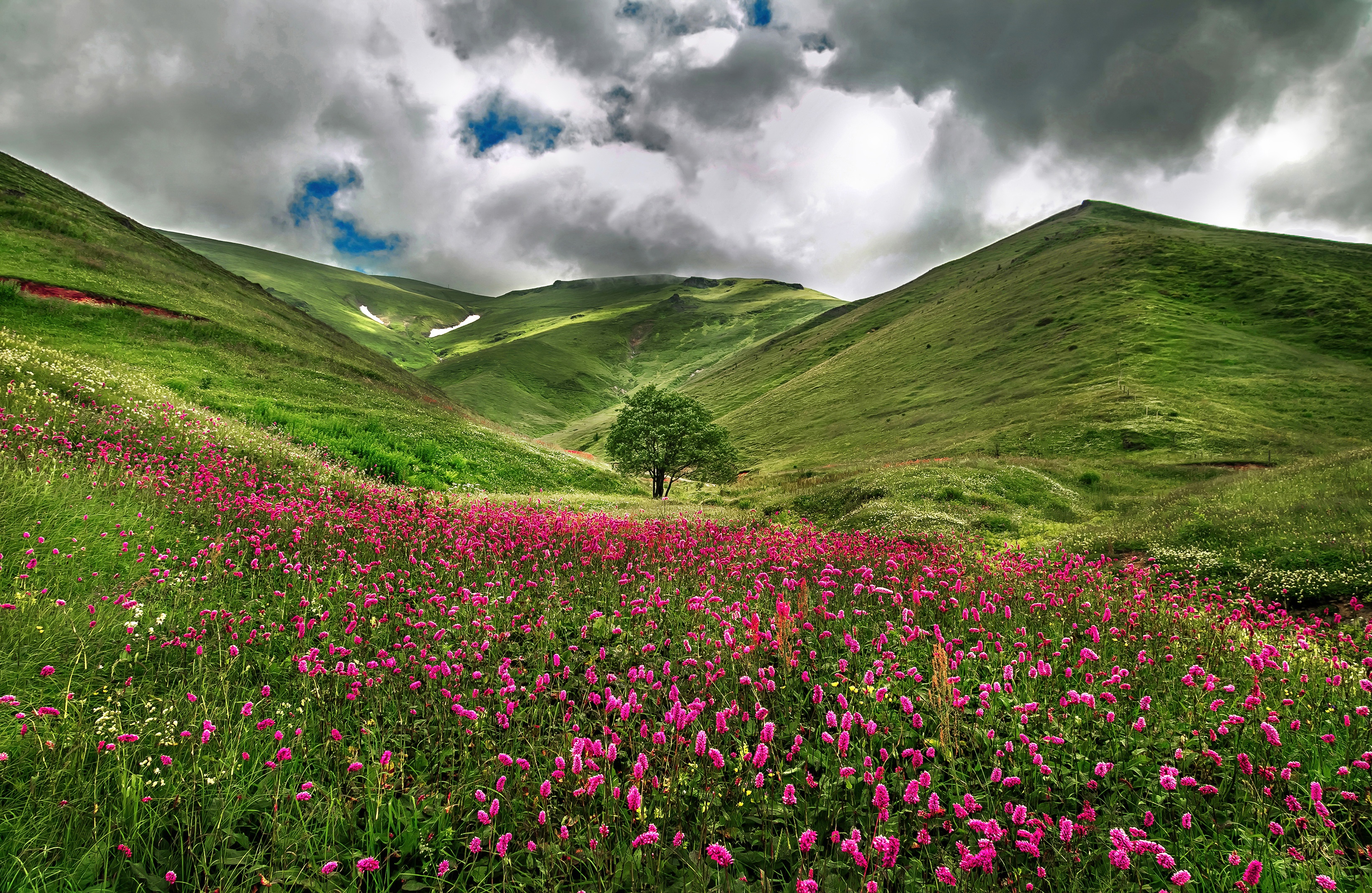 Download mobile wallpaper Landscape, Nature, Mountain, Flower, Tree, Earth, Cloud, Meadow, Pink Flower, Lonely Tree for free.