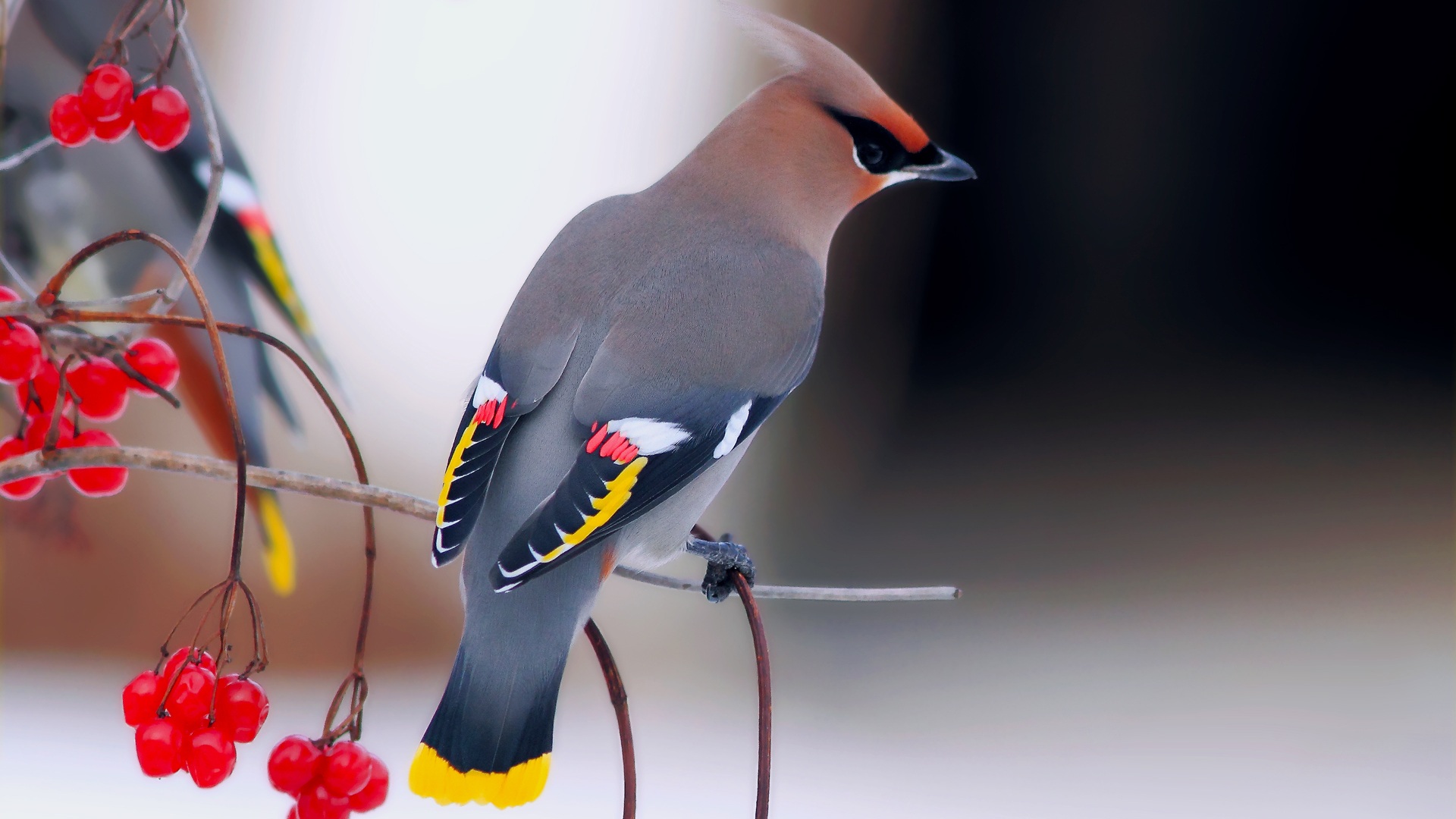 296326 descargar imagen animales, bombycilla, aves: fondos de pantalla y protectores de pantalla gratis