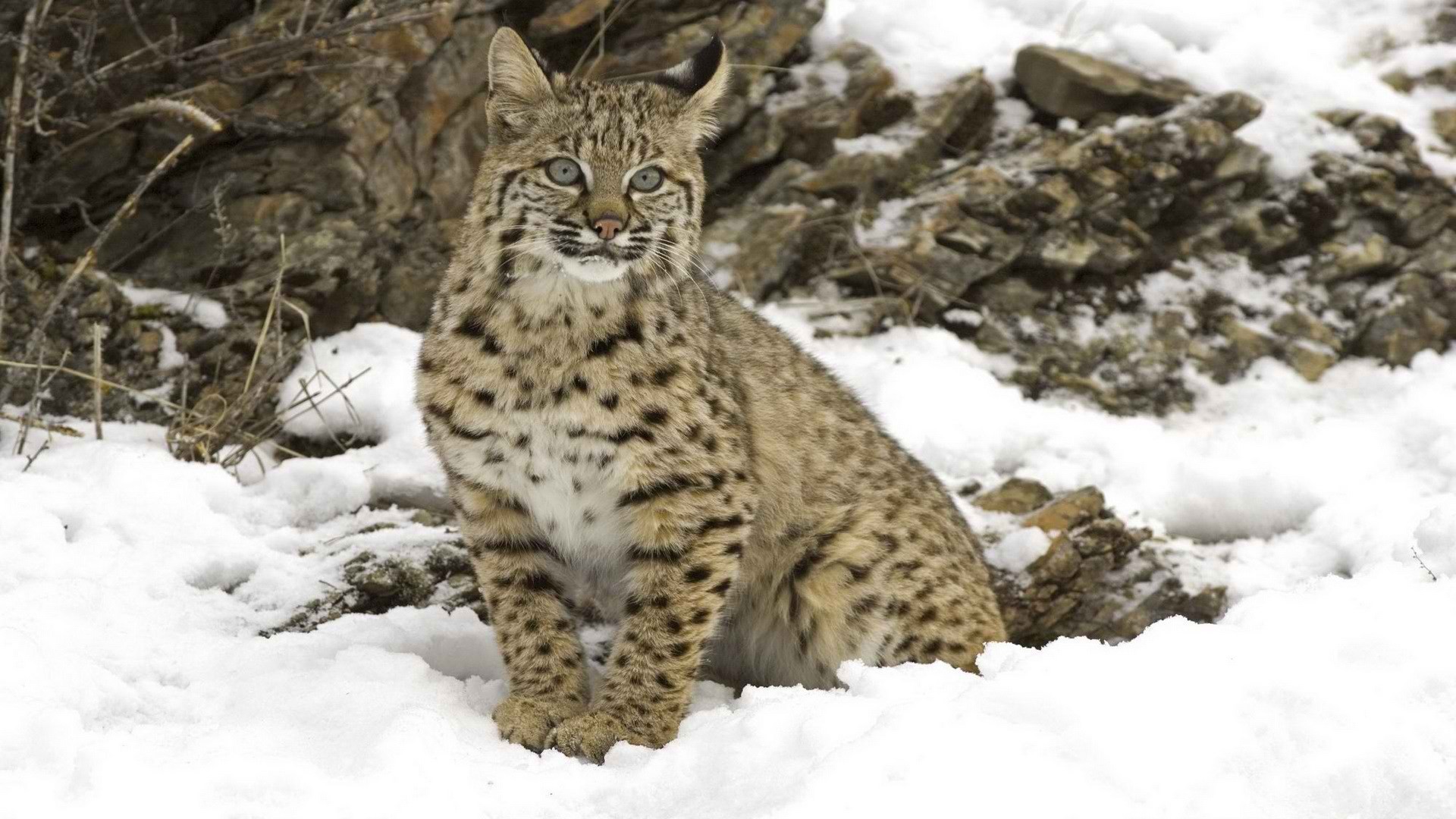 Скачать картинку Животные, Кошки, Рысь в телефон бесплатно.