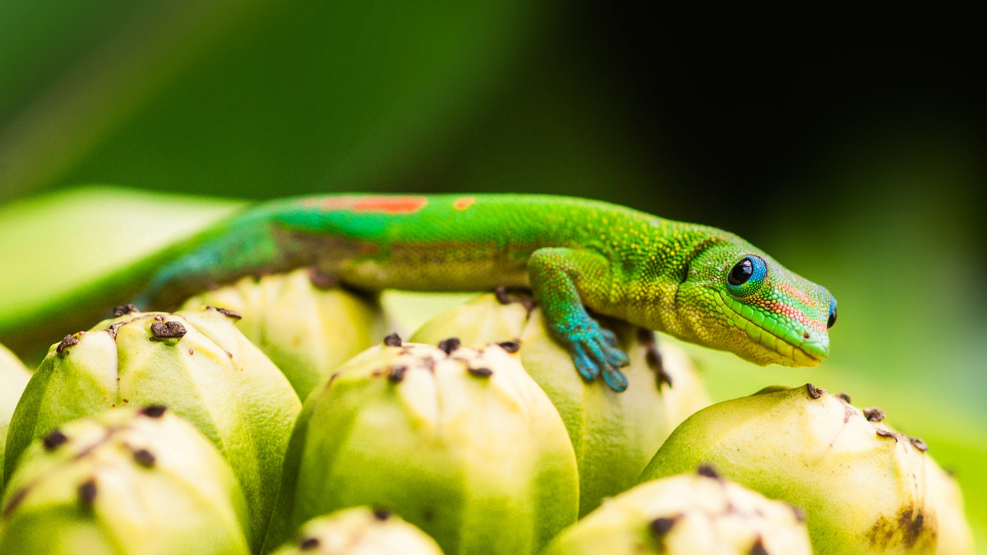 Download mobile wallpaper Animal, Lizard, Reptile, Reptiles, Gecko for free.
