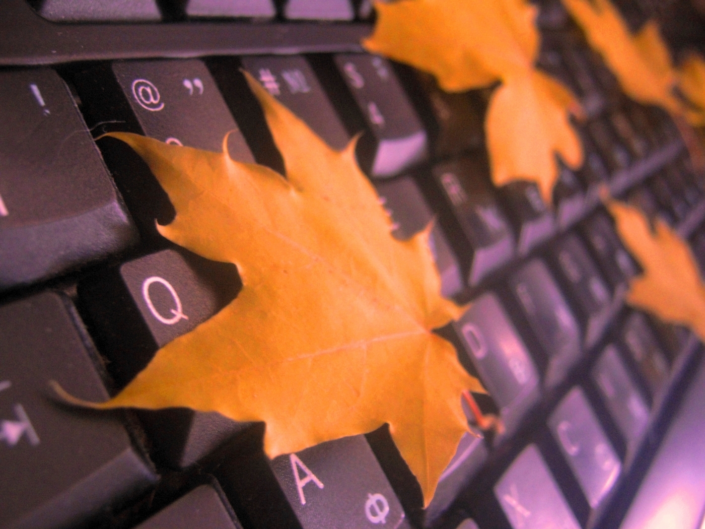 Laden Sie das Blätter, Objekte-Bild kostenlos auf Ihren PC-Desktop herunter