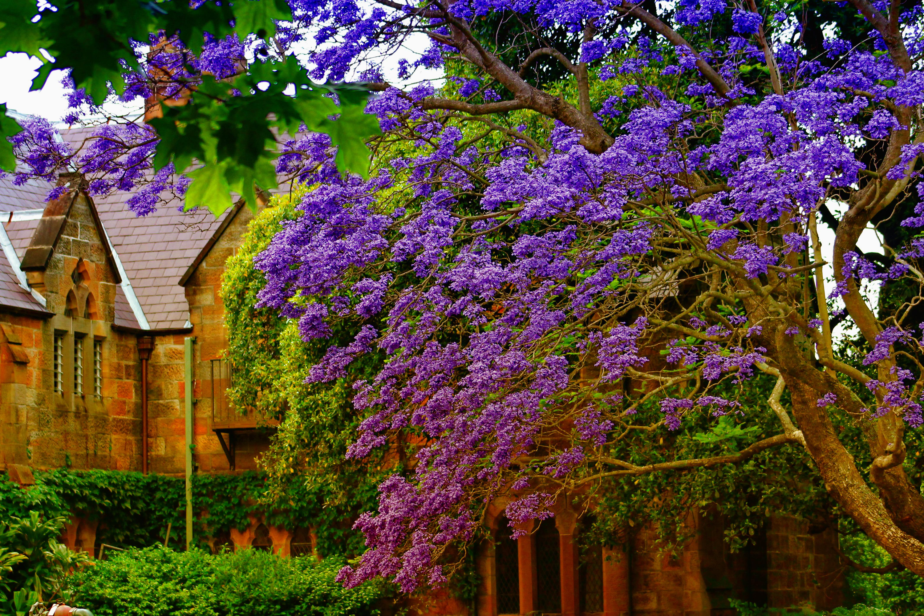 Free download wallpaper Flower, Tree, Branch, Earth, Spring, Church, Blossom, Purple Flower on your PC desktop