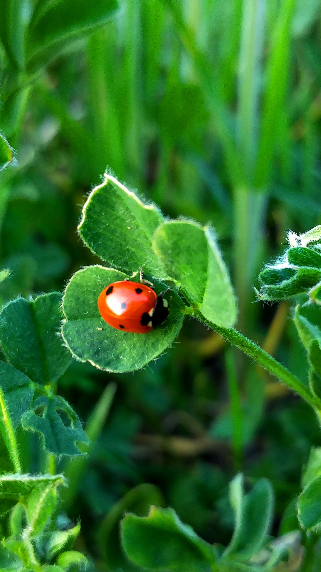 Handy-Wallpaper Tiere, Natur, Marienkäfer kostenlos herunterladen.