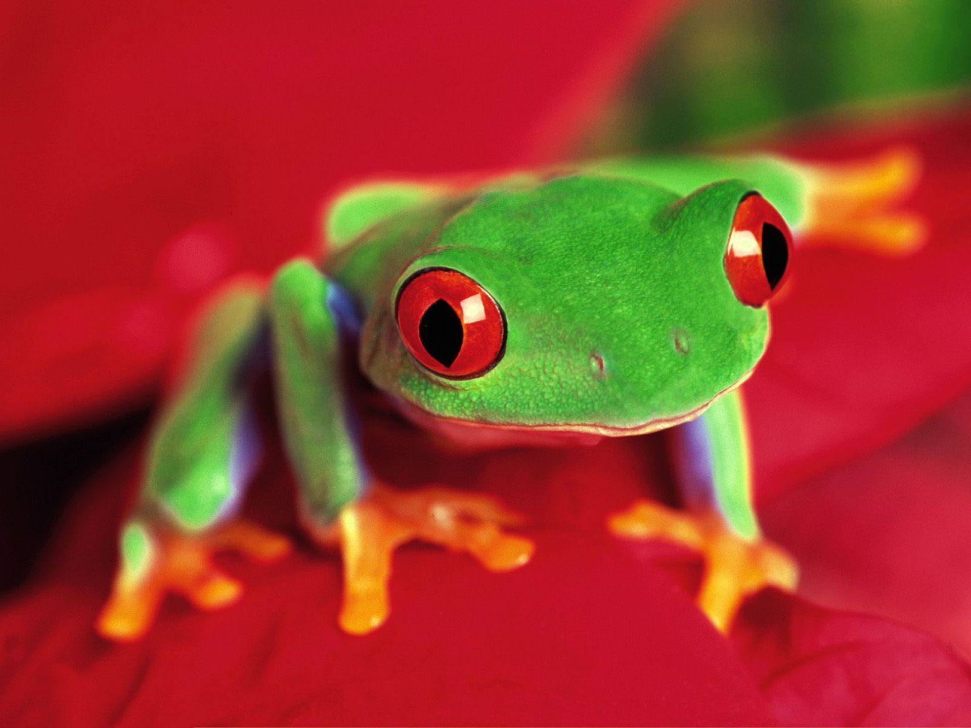 159043 descargar fondo de pantalla animales, rana verde de ojos rojos, rana, ranas: protectores de pantalla e imágenes gratis