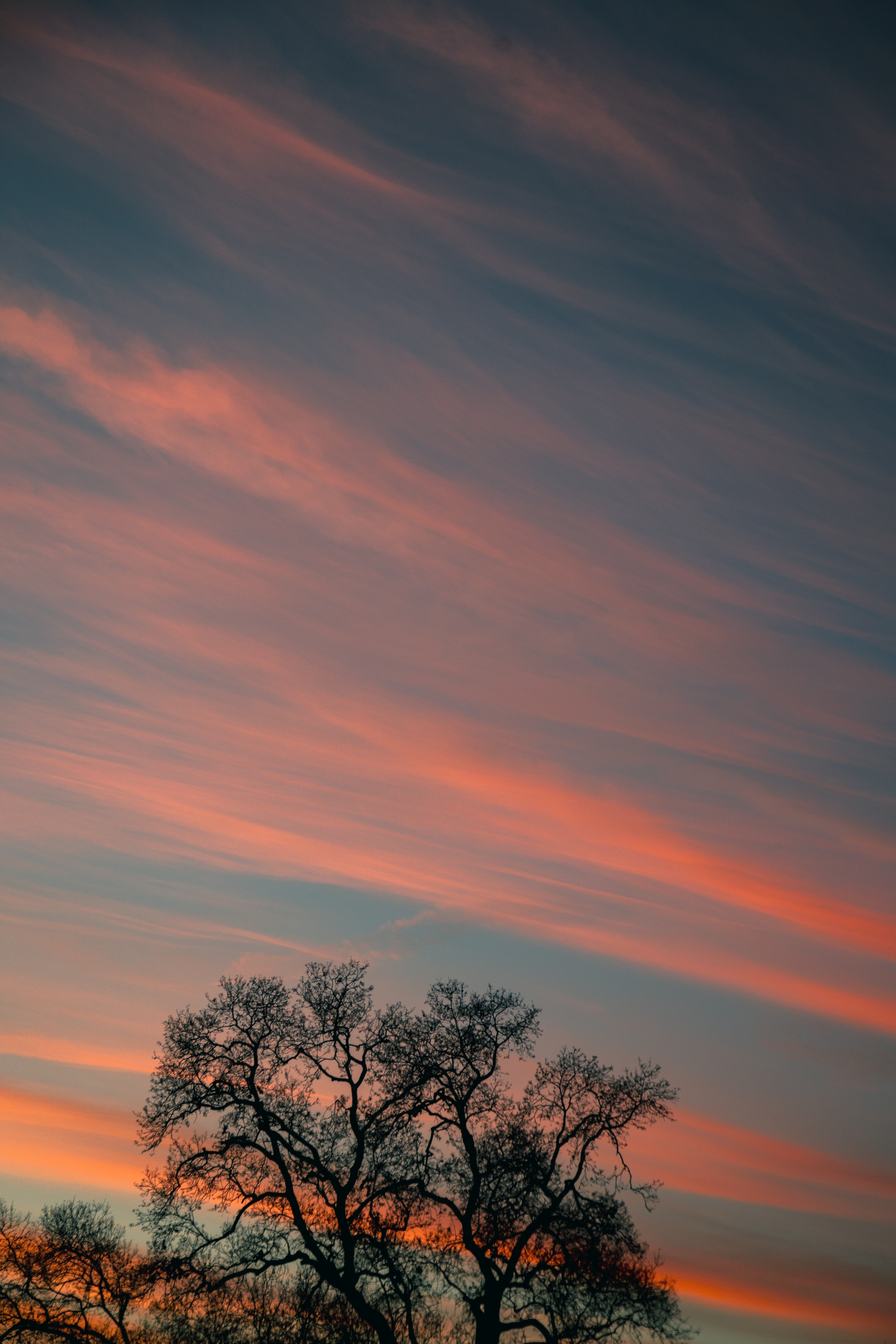 stripes, tree, streaks, sky, branches, nature, sunset, clouds, wood