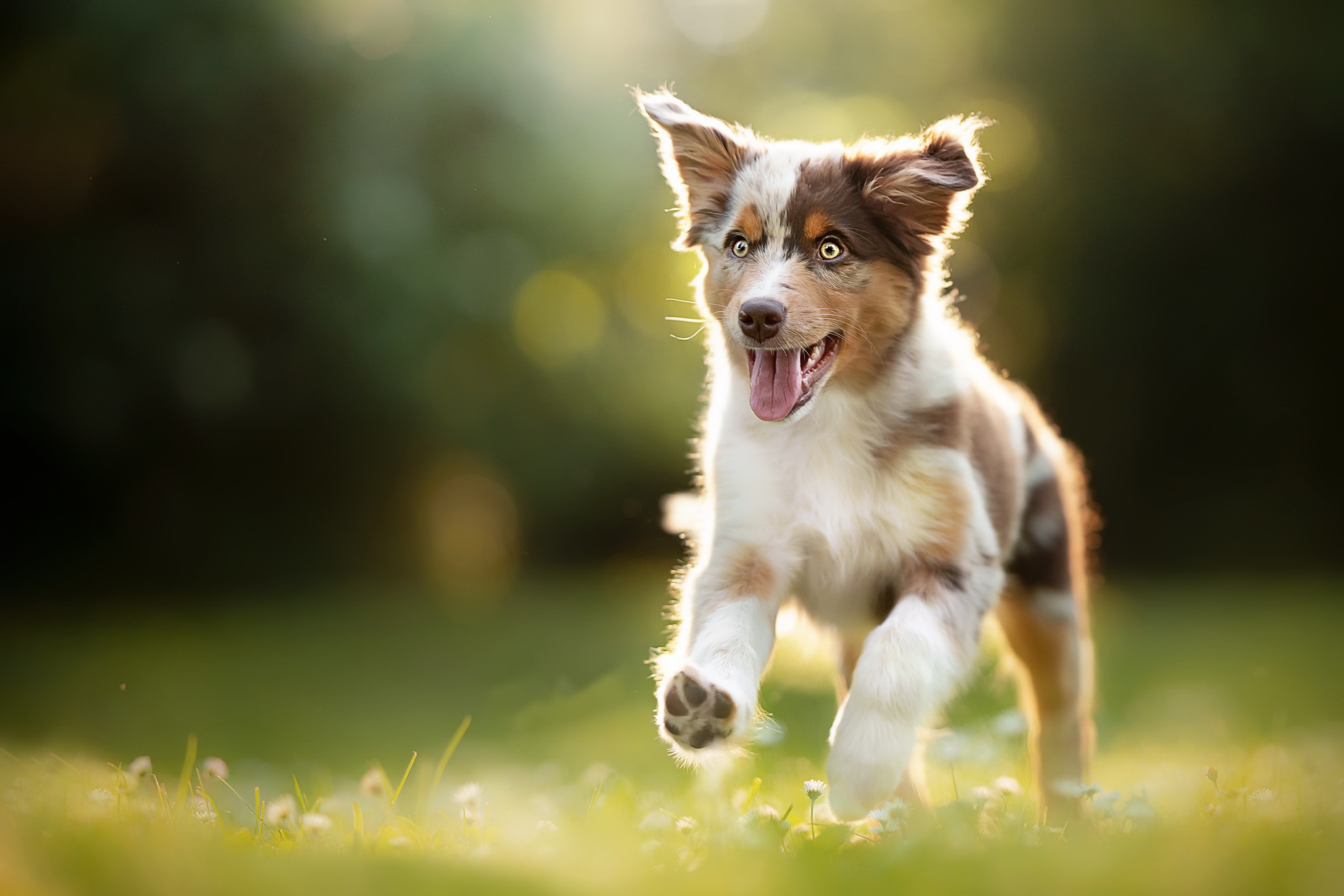 Free download wallpaper Dogs, Dog, Animal, Puppy, Australian Shepherd, Baby Animal on your PC desktop