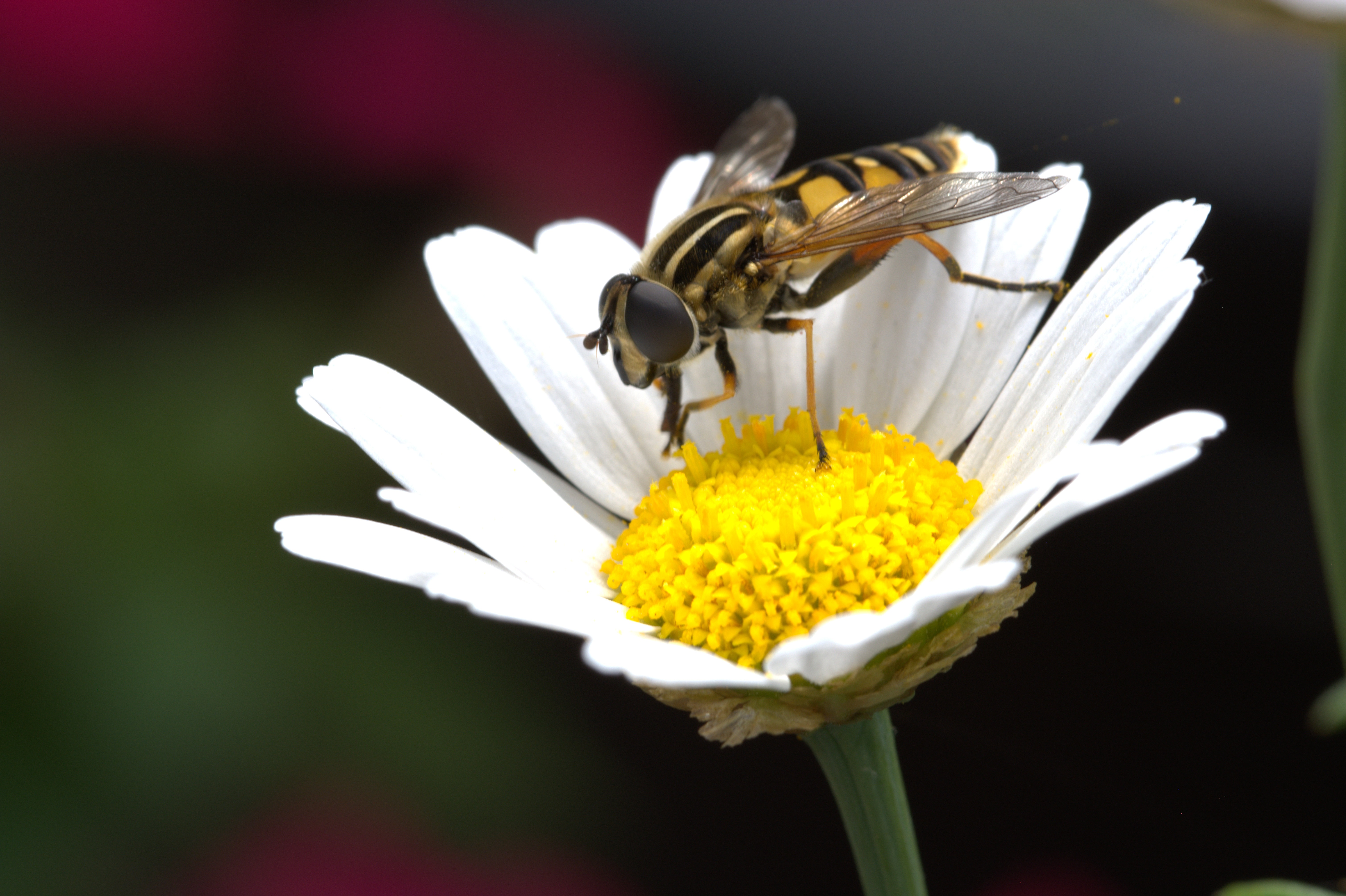Скачать обои бесплатно Опыление, Пчела, Макро, Цветок, Ромашка картинка на рабочий стол ПК