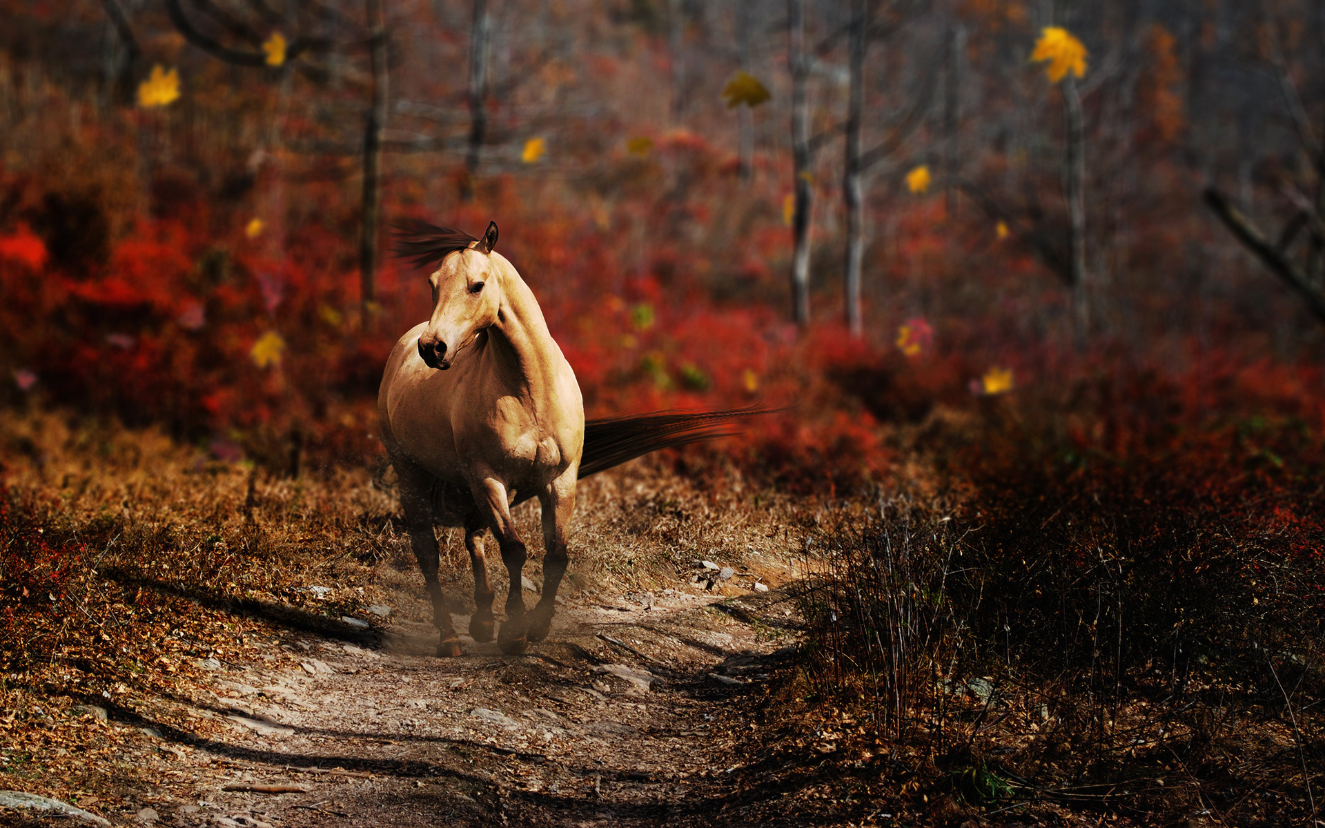 Free download wallpaper Animal, Horse on your PC desktop