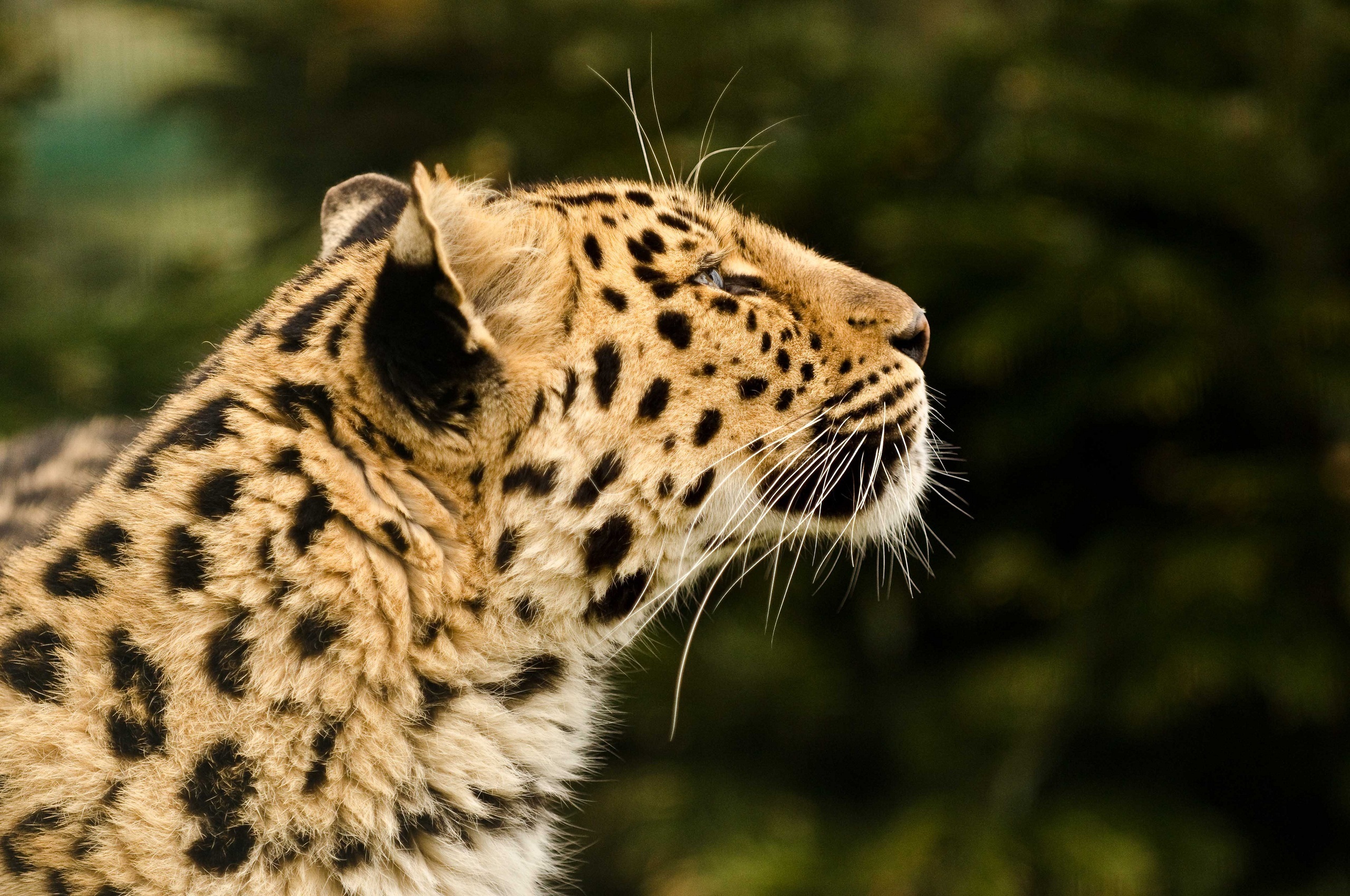 Baixar papel de parede para celular de Animais, Gatos, Leopardo gratuito.