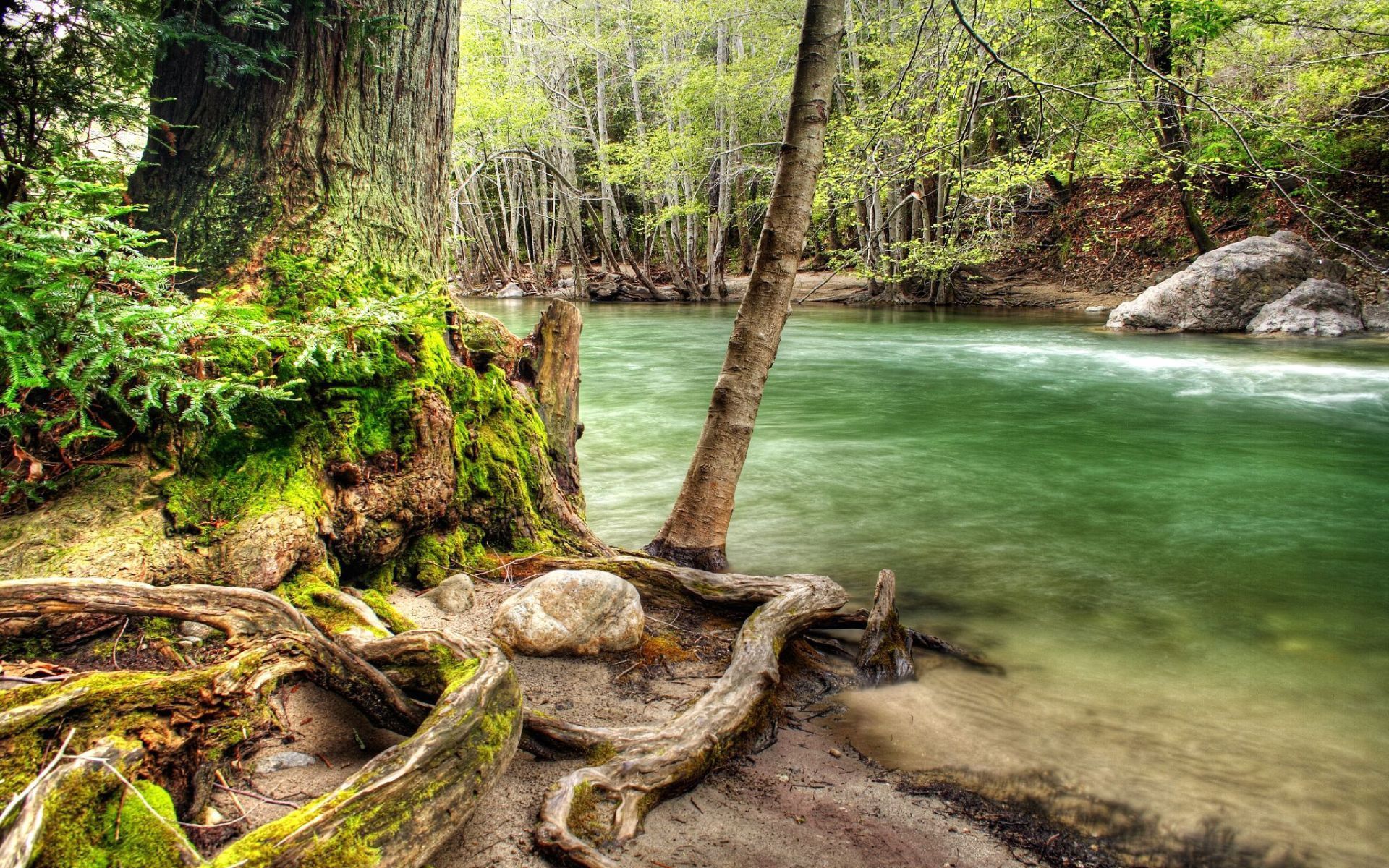nature, trees, rivers, roots, water, flow, moss, gurgling, murmur, winding, sinuous