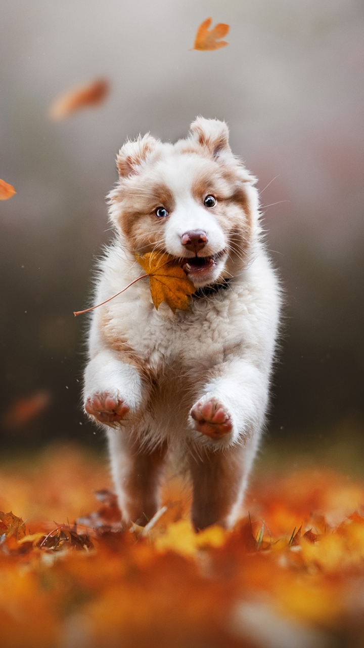 Download mobile wallpaper Dogs, Dog, Leaf, Fall, Animal, Puppy, Australian Shepherd, Baby Animal for free.