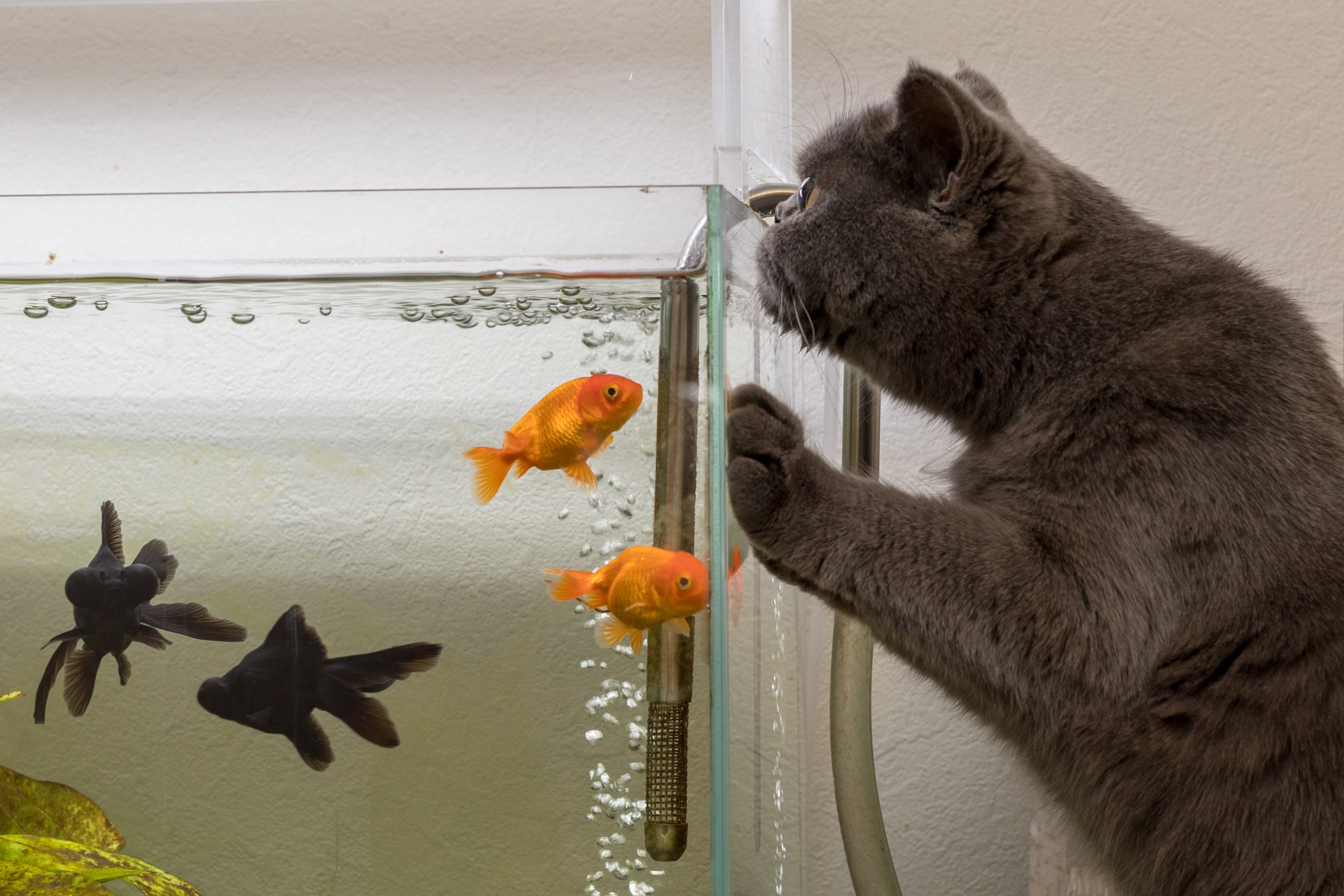 Handy-Wallpaper Tiere, Katzen, Katze, Aquarium, Goldfische kostenlos herunterladen.