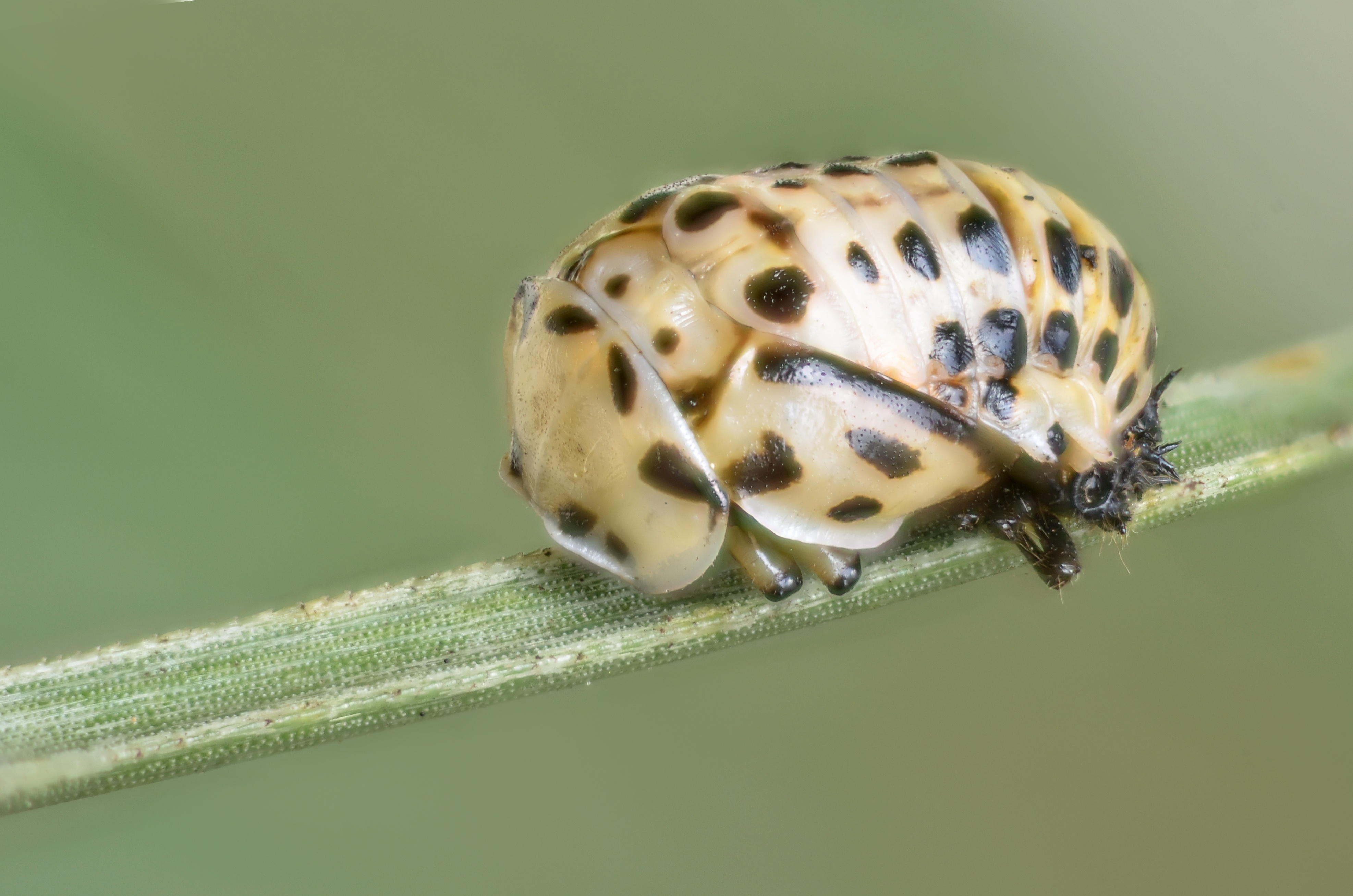 Téléchargez des papiers peints mobile Animaux, Insecte gratuitement.