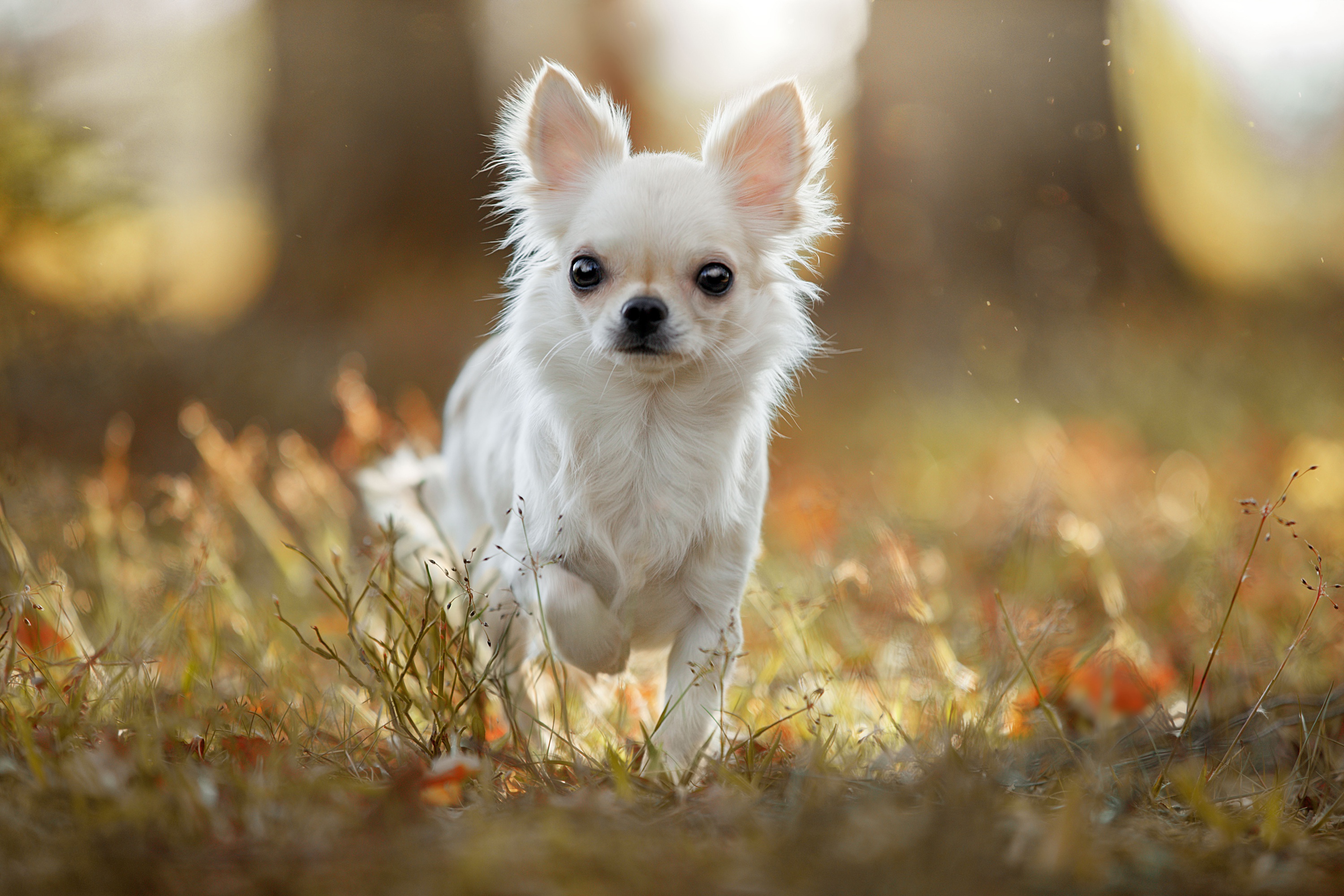 Baixar papel de parede para celular de Animais, Cães, Cão, Chihuahua gratuito.