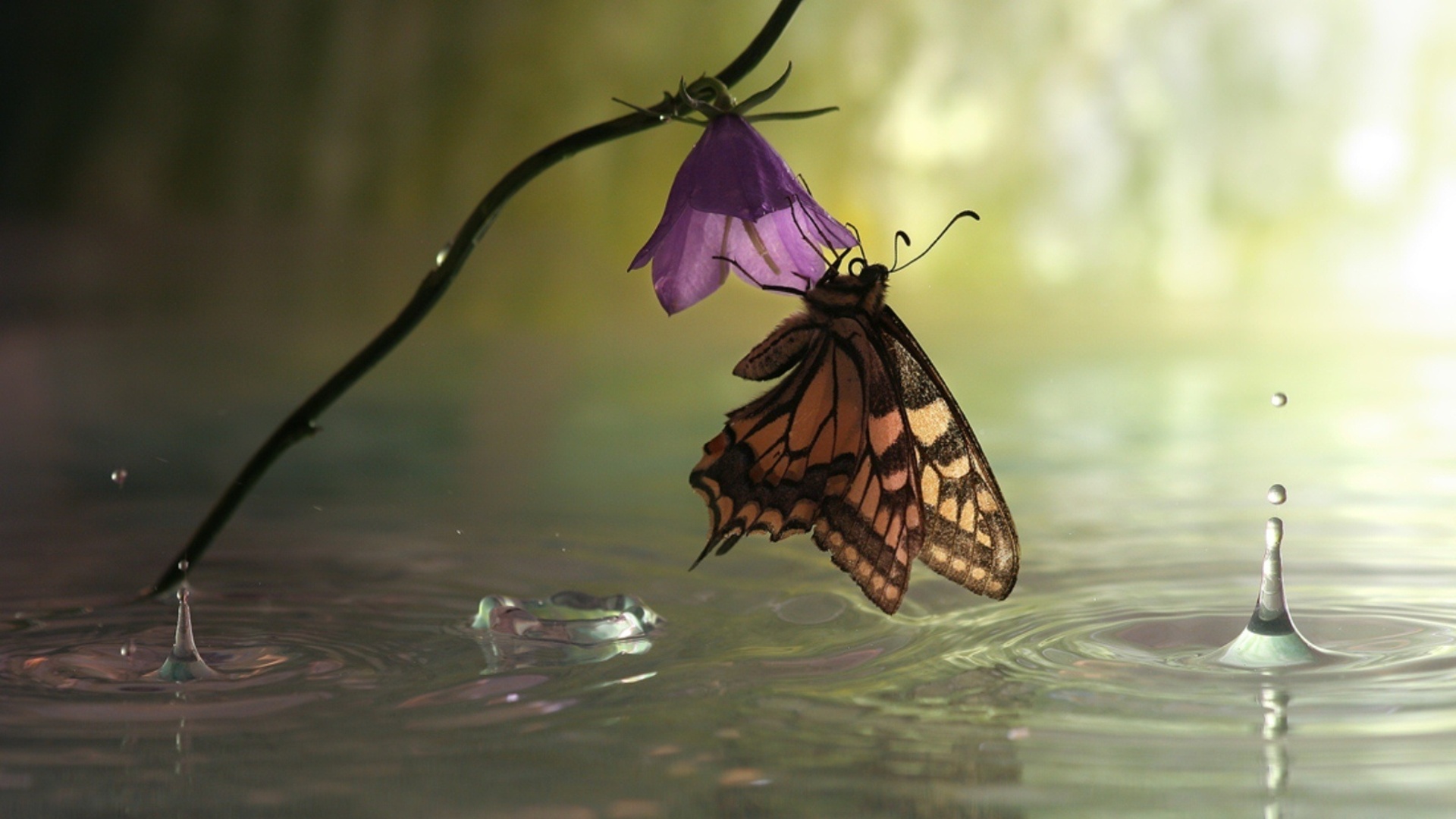 Baixe gratuitamente a imagem Animais, Flor, Macro, Inseto, Borboleta na área de trabalho do seu PC