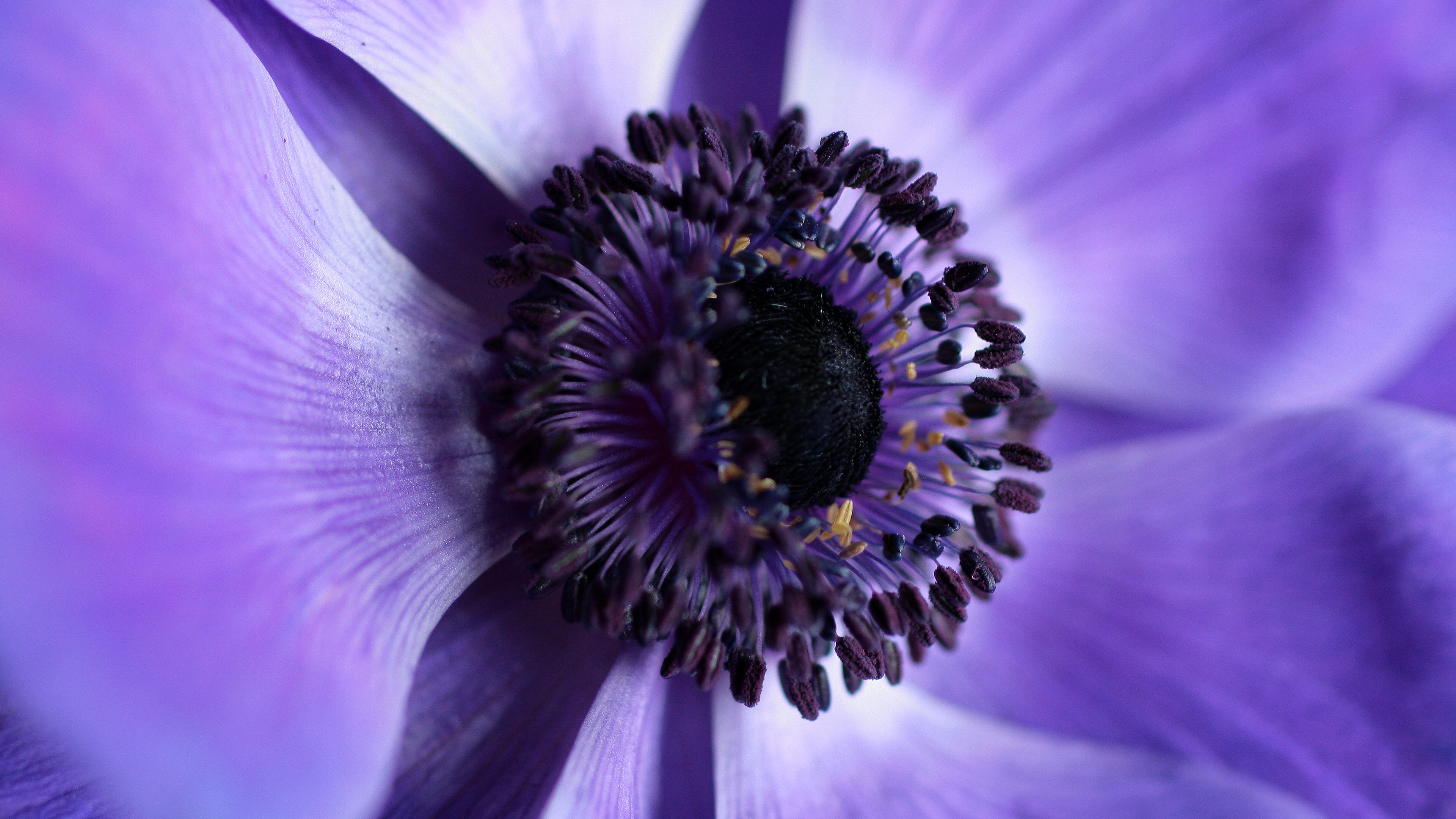 Téléchargez gratuitement l'image Fleurs, Fleur, Macro, Terre/nature sur le bureau de votre PC