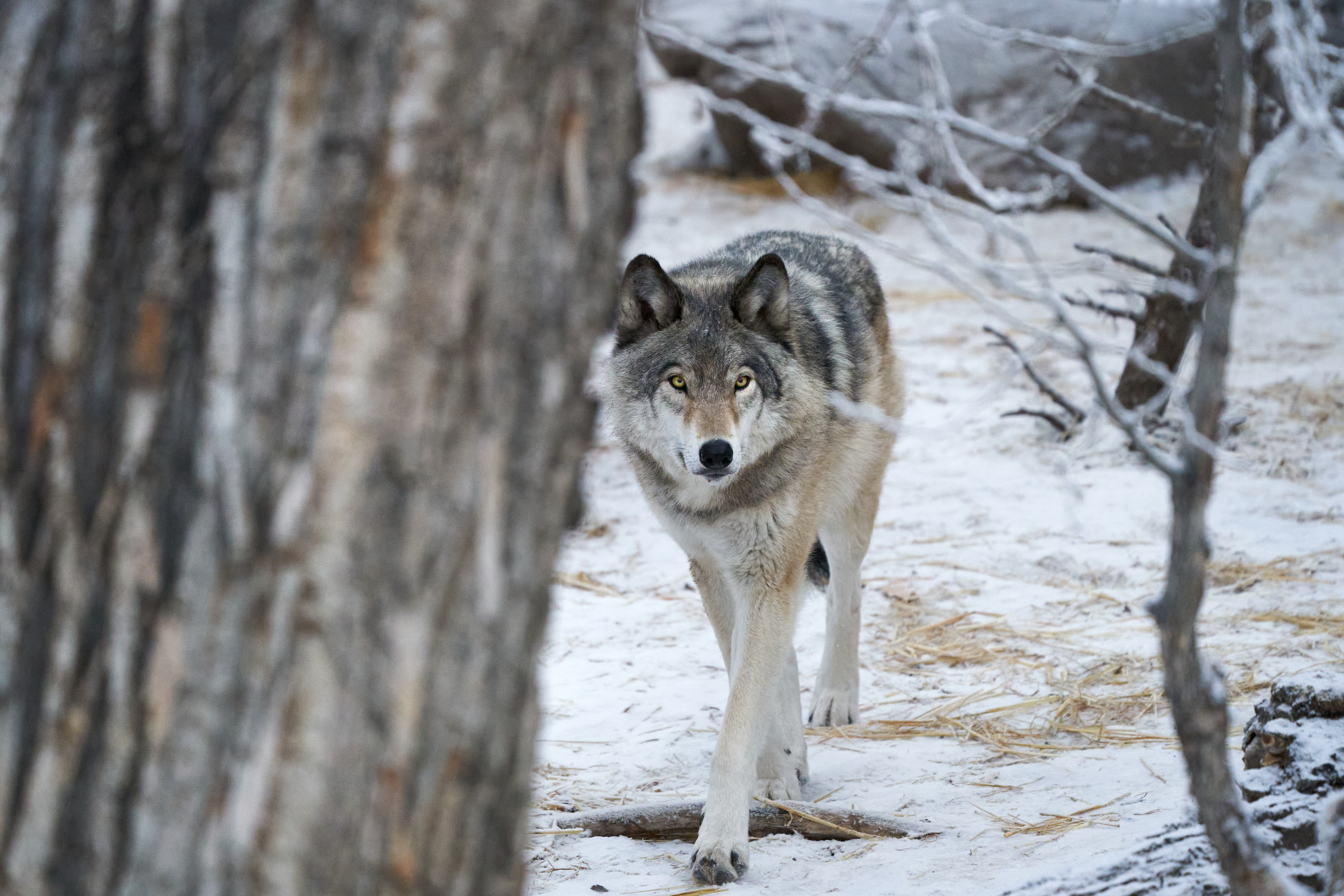 Laden Sie das Wolf, Bäume, Tiere, Raubtier, Predator, Schnee, Winter-Bild kostenlos auf Ihren PC-Desktop herunter