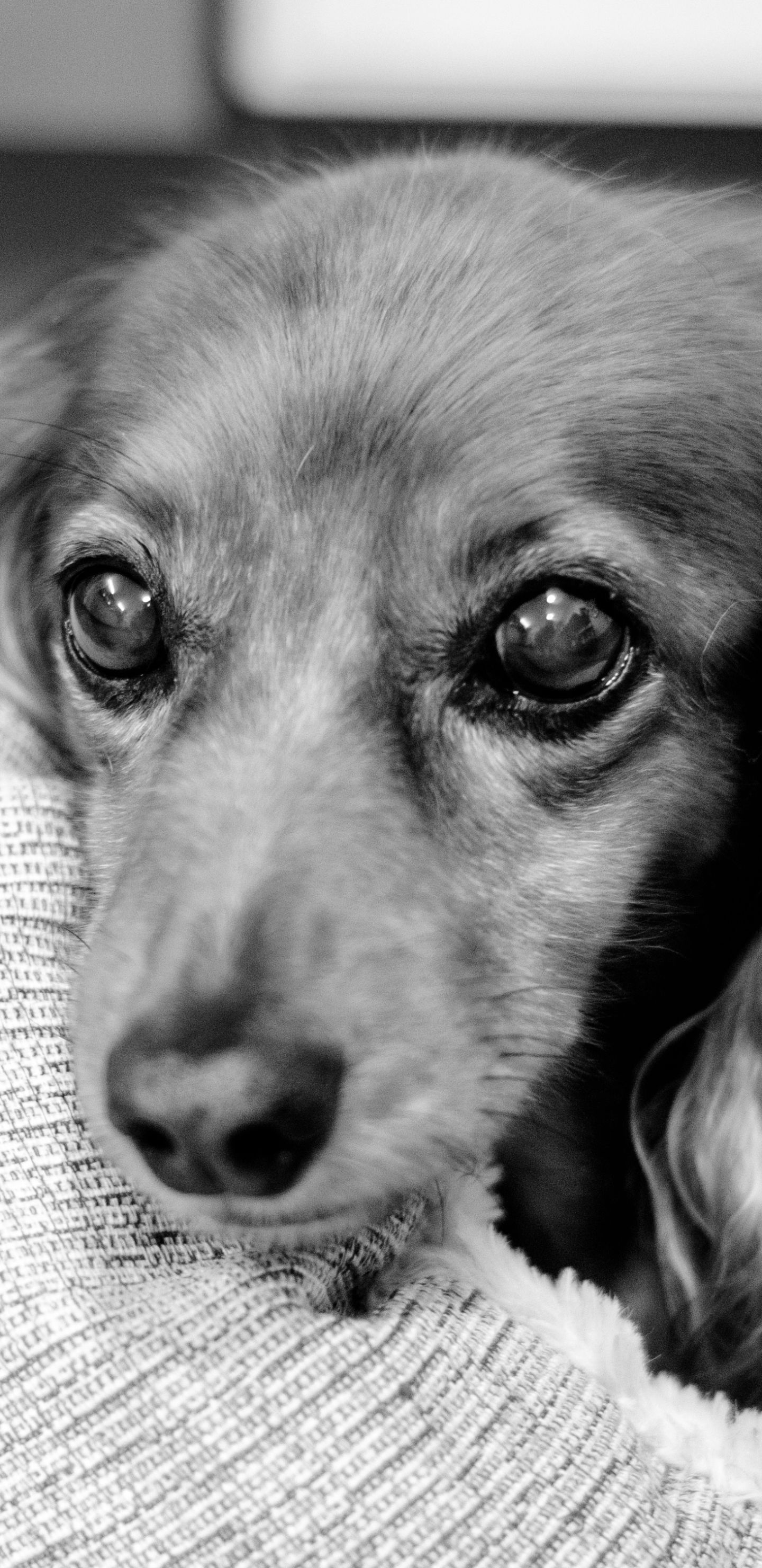Free download wallpaper Dogs, Dog, Animal, Black & White on your PC desktop