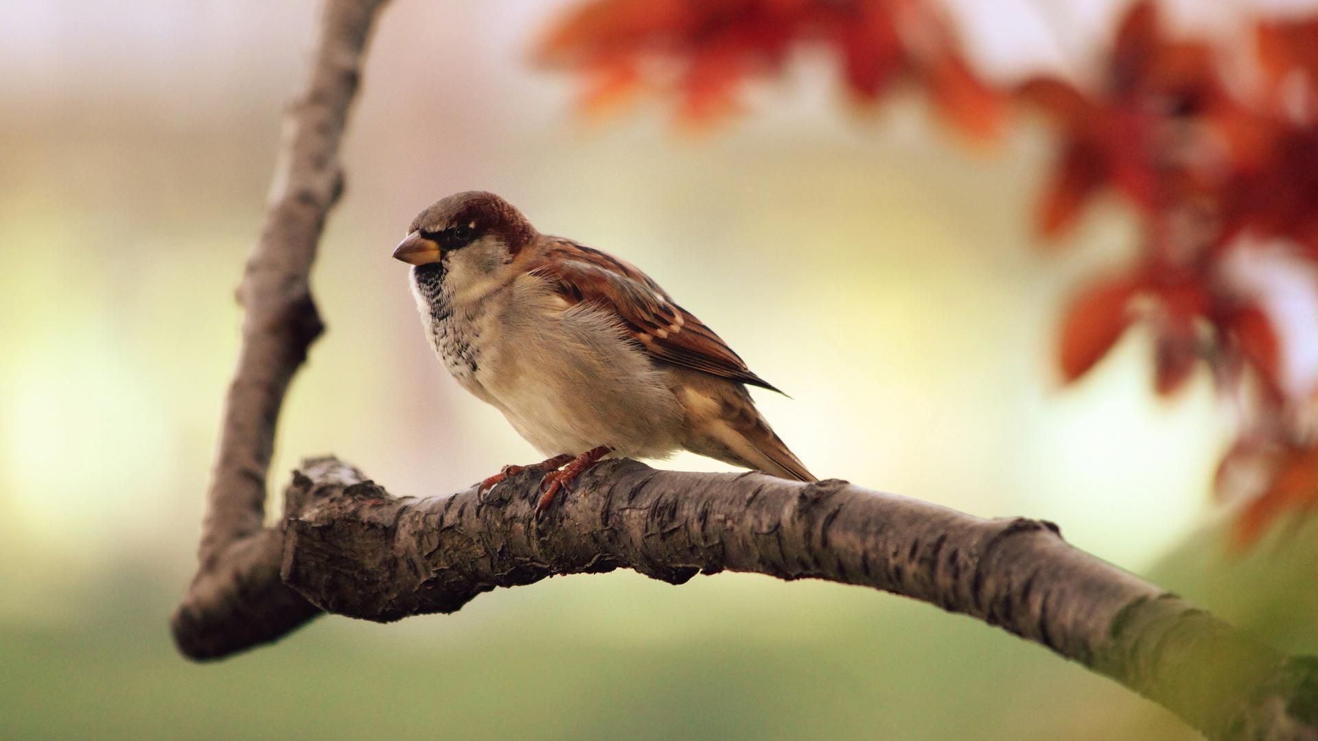 Téléchargez gratuitement l'image Animaux, Oiseau sur le bureau de votre PC