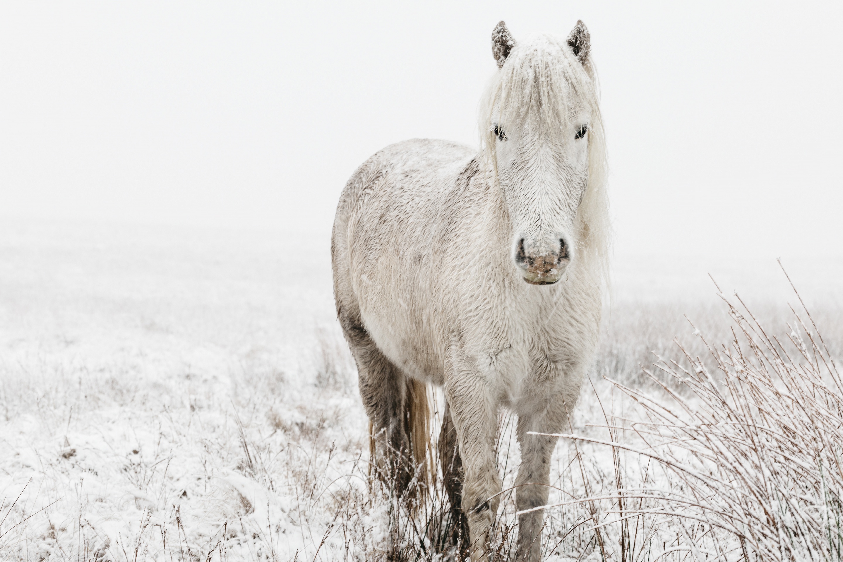 Laden Sie das Tiere, Winter, Schnee, Hauspferd-Bild kostenlos auf Ihren PC-Desktop herunter