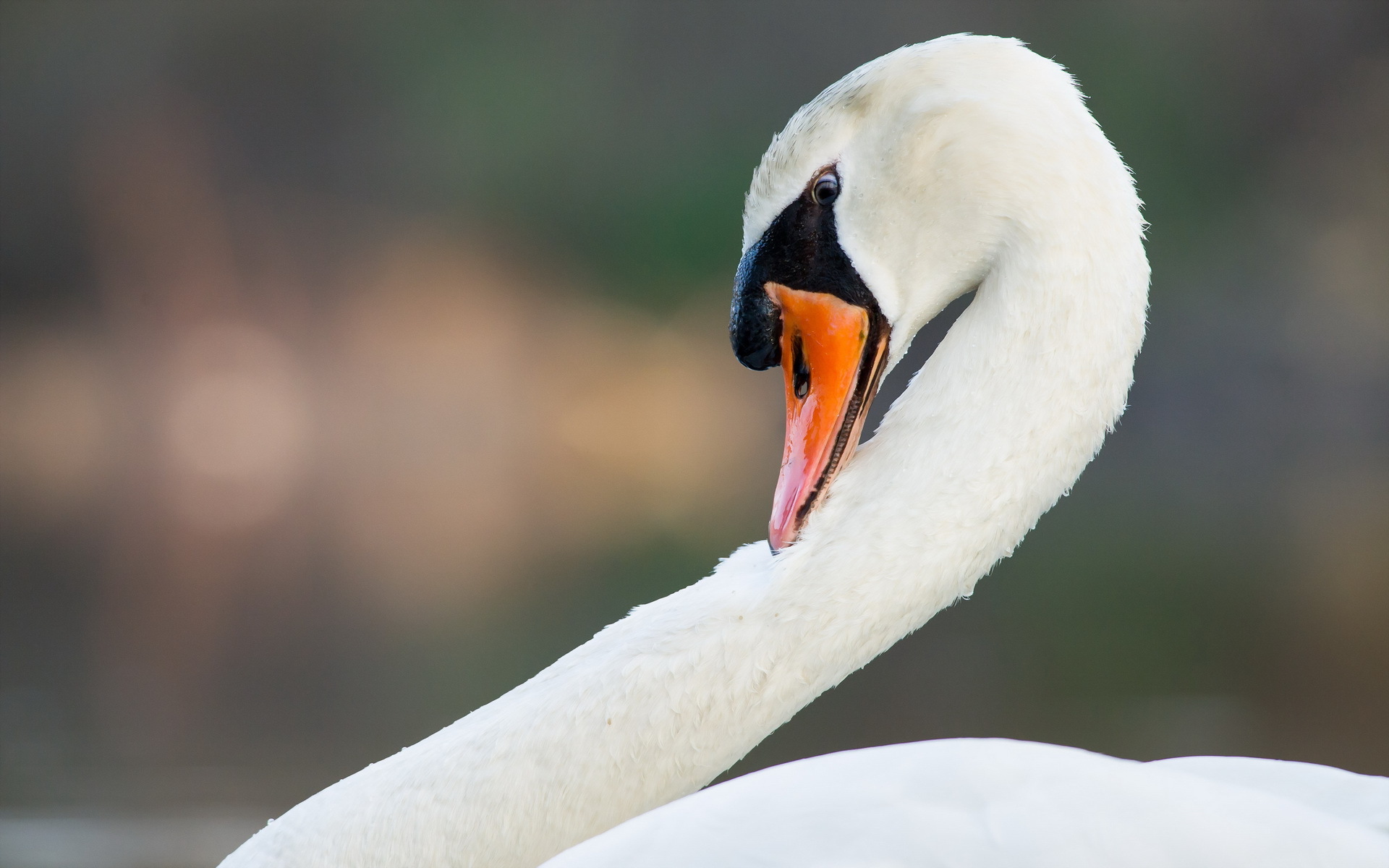 Free download wallpaper Birds, Animal, Mute Swan on your PC desktop