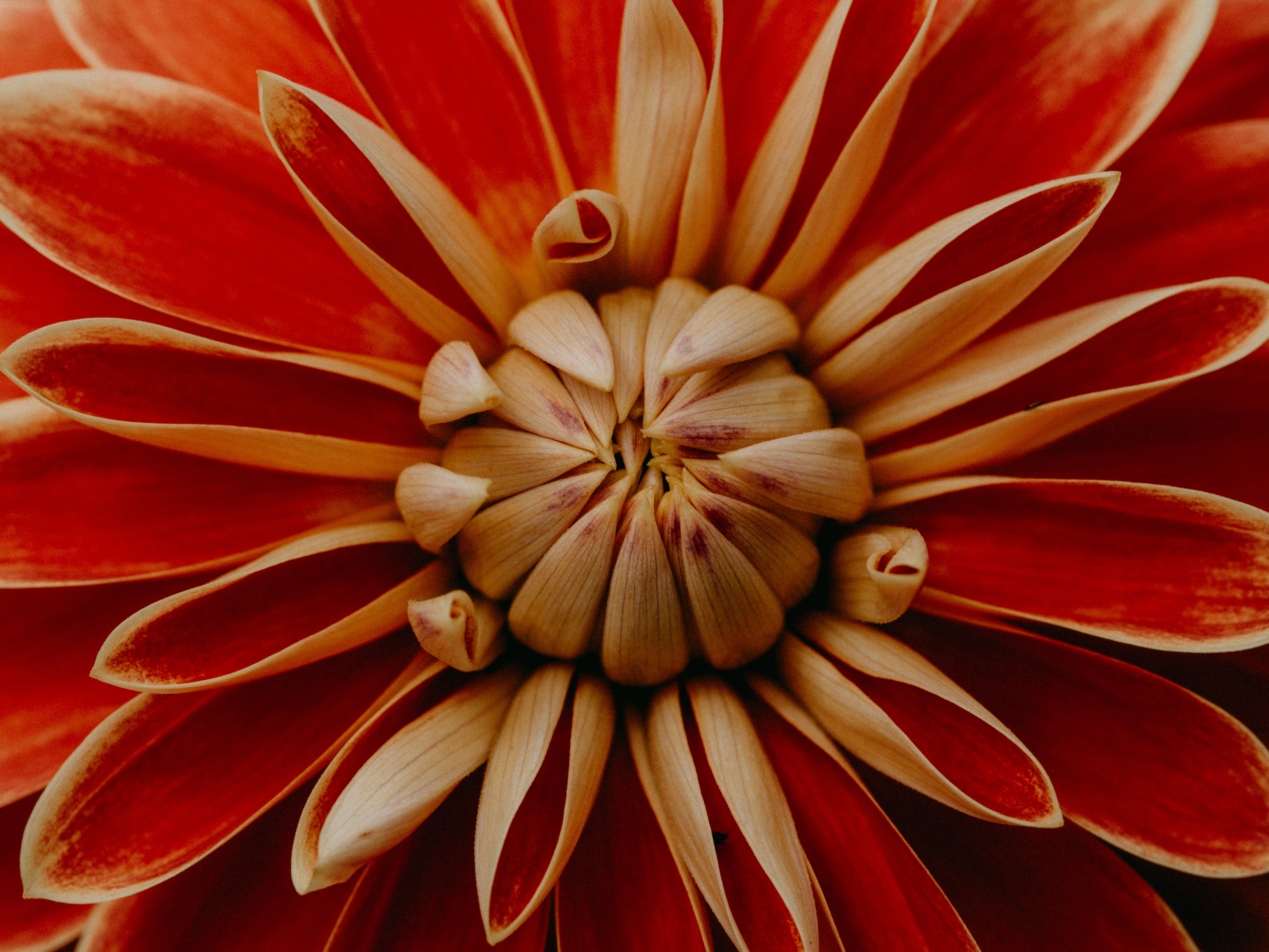 Download mobile wallpaper Flowers, Macro, Earth, Dahlia for free.