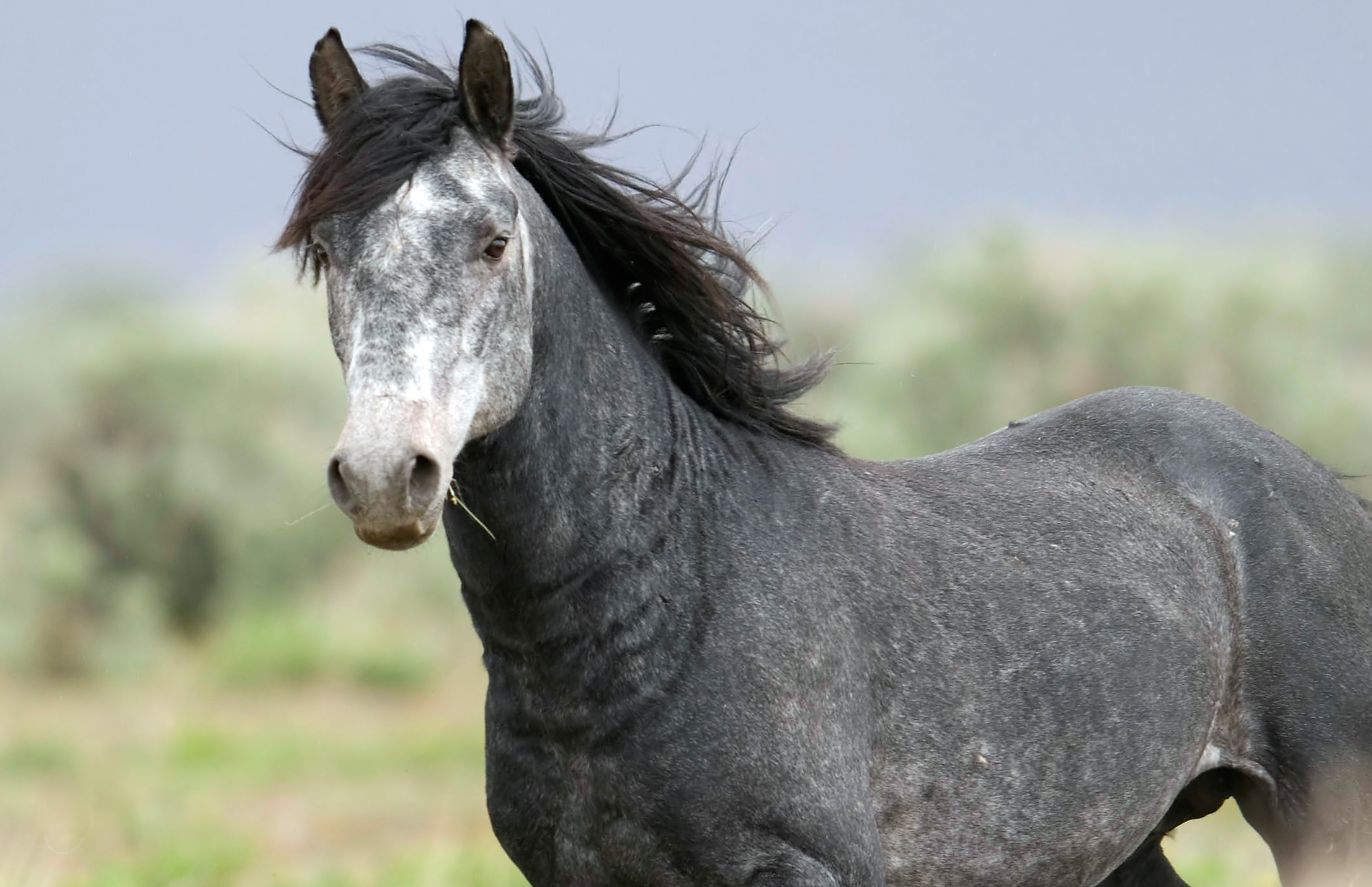 Descarga gratuita de fondo de pantalla para móvil de Animales, Caballo.