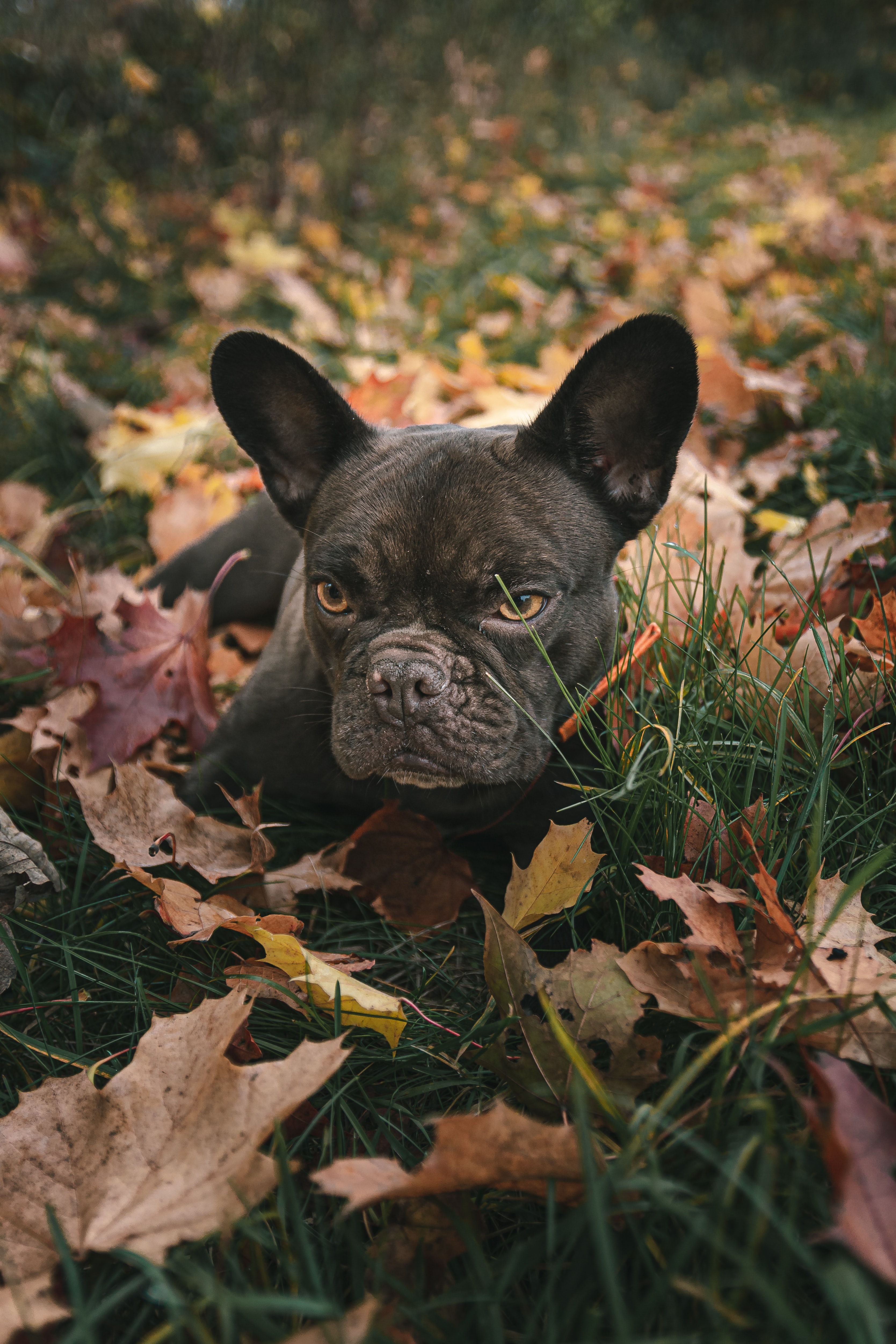 Free download wallpaper Pug, Grass, Pet, Animals, Leaves, Dog on your PC desktop