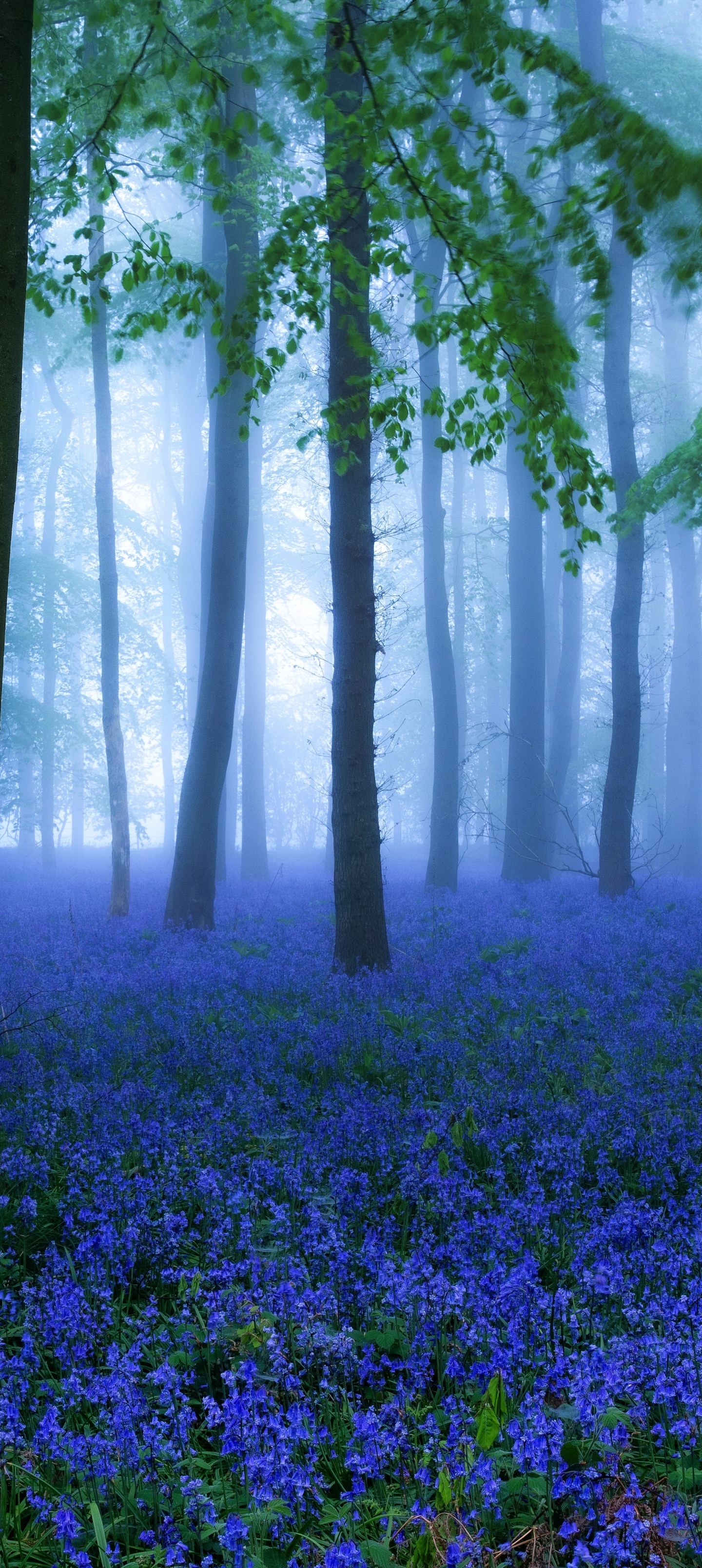 Free download wallpaper Nature, Flowers, Flower, Forest, Fog, Earth, Blue Flower, Bluebell on your PC desktop