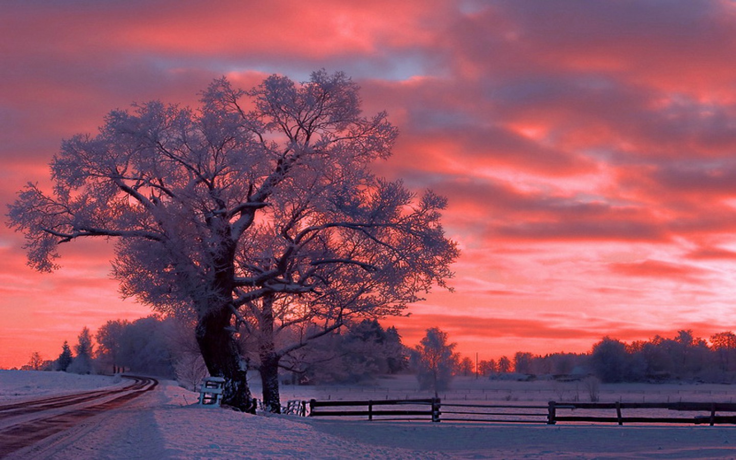 Скачать картинку Зима, Небо, Снег, Дерево, Земля, Розовый, Земля/природа, Закат Солнца в телефон бесплатно.