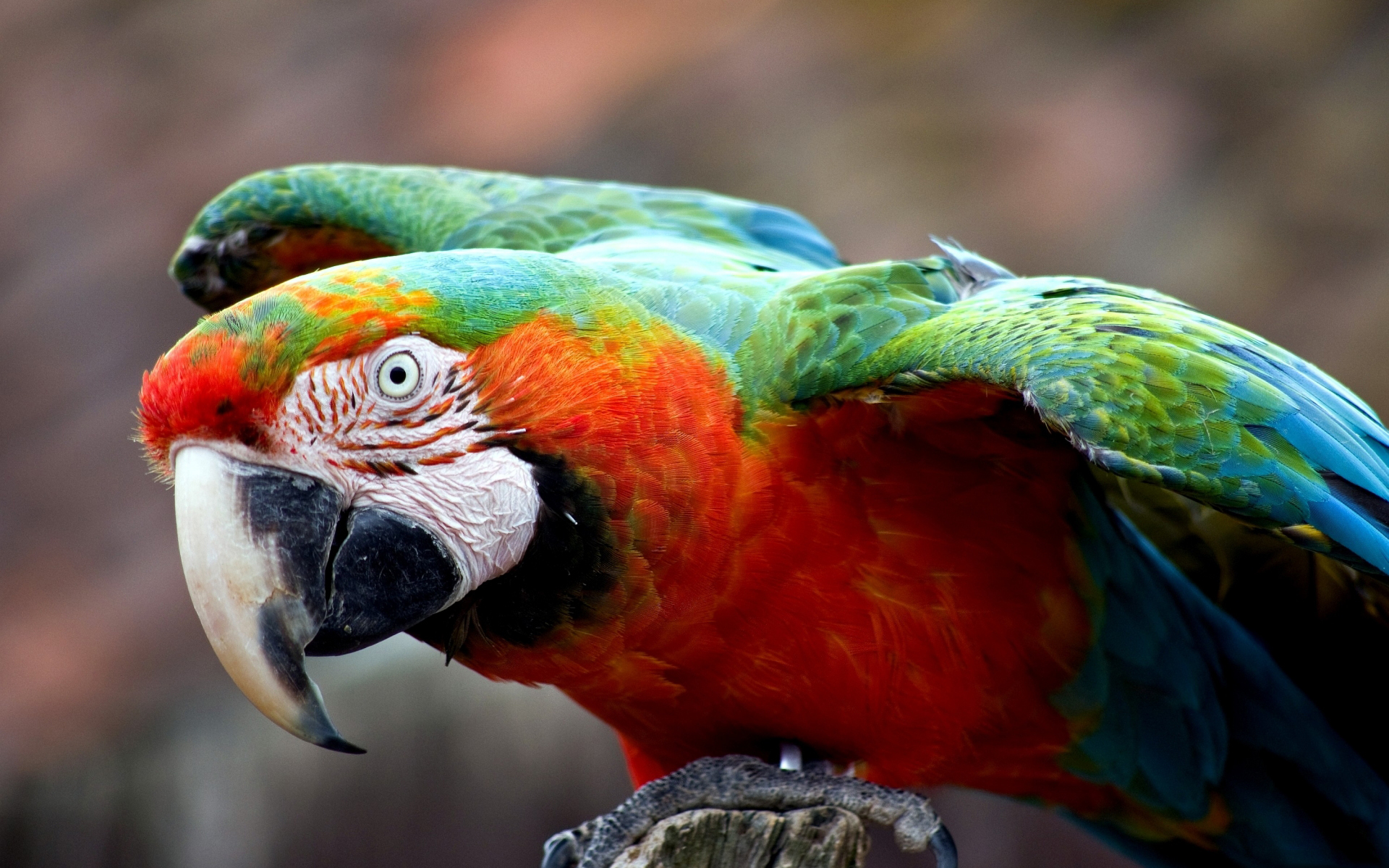 Free download wallpaper Animal, Macaw, Harlequin Macaw on your PC desktop