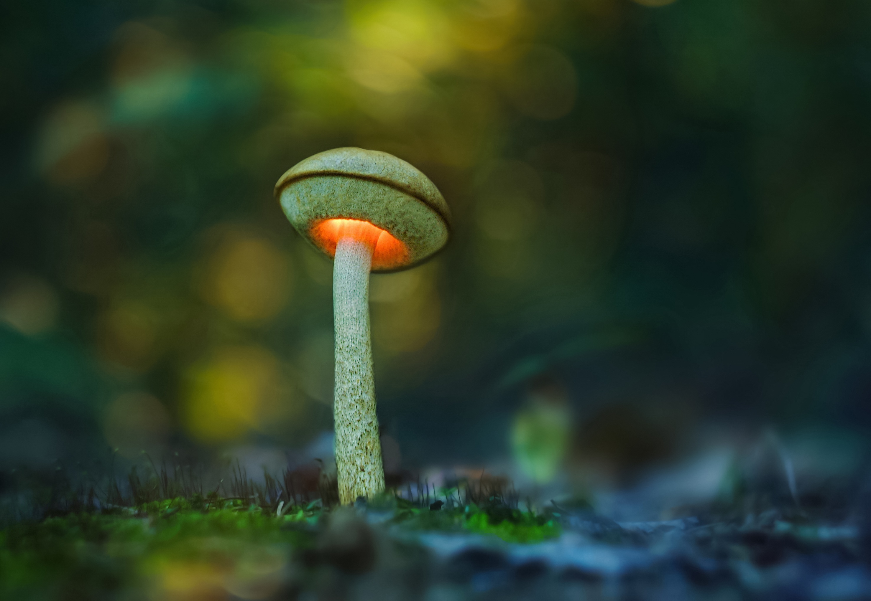 Free download wallpaper Macro, Earth, Mushroom on your PC desktop