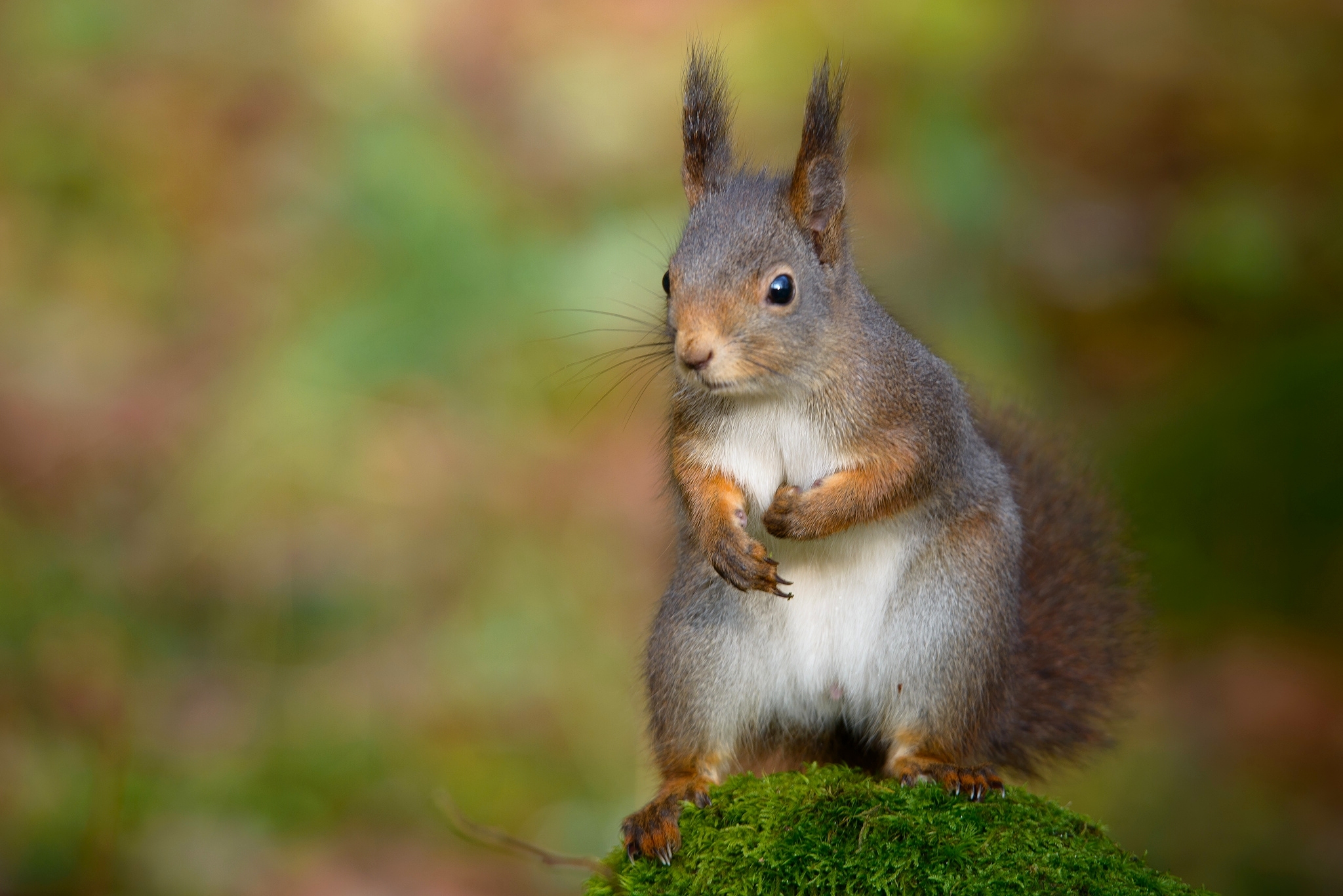 Free download wallpaper Squirrel, Animal, Moss, Rodent on your PC desktop