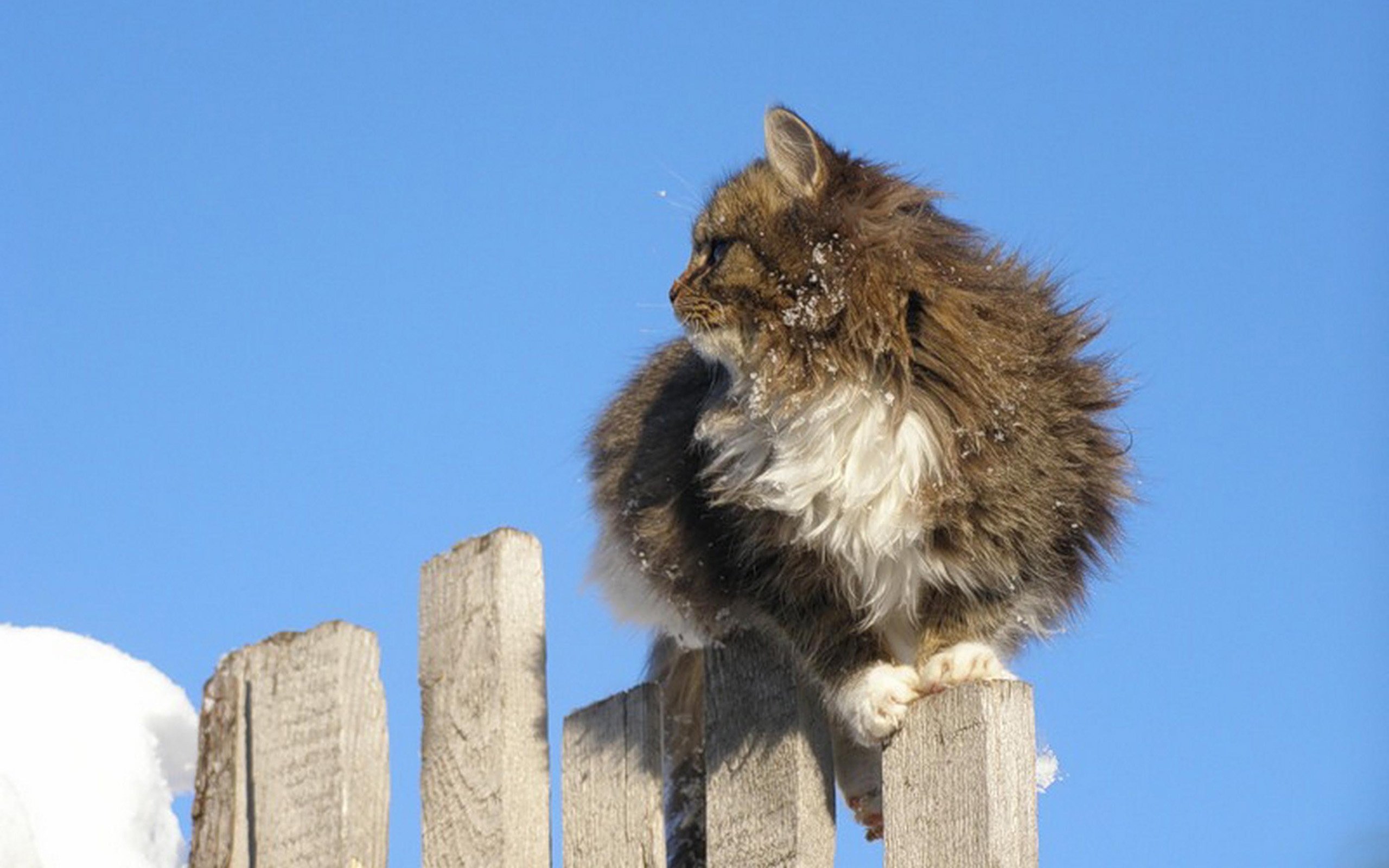 Handy-Wallpaper Tiere, Katzen, Katze kostenlos herunterladen.