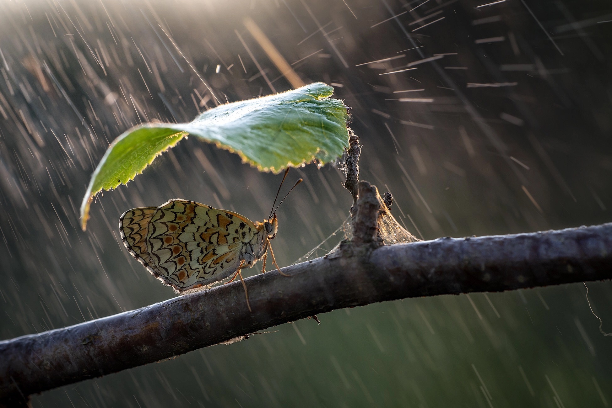 Download mobile wallpaper Rain, Macro, Insect, Butterfly, Animal for free.