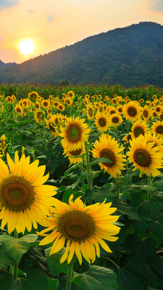 Handy-Wallpaper Blumen, Sonnenblume, Erde/natur kostenlos herunterladen.