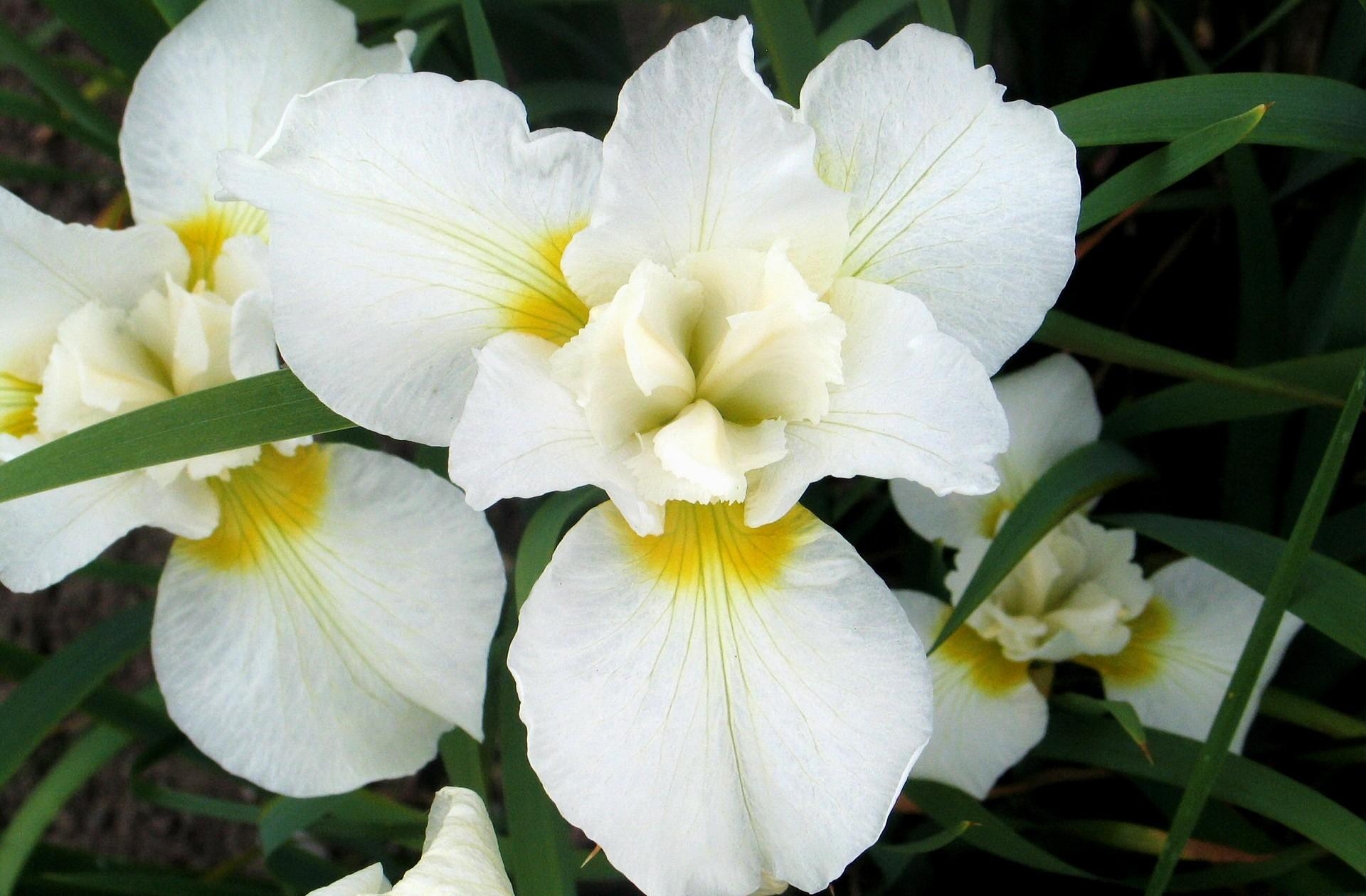 134302 скачать обои орхидеи, цветы, белоснежные, листья, клумба - заставки и картинки бесплатно