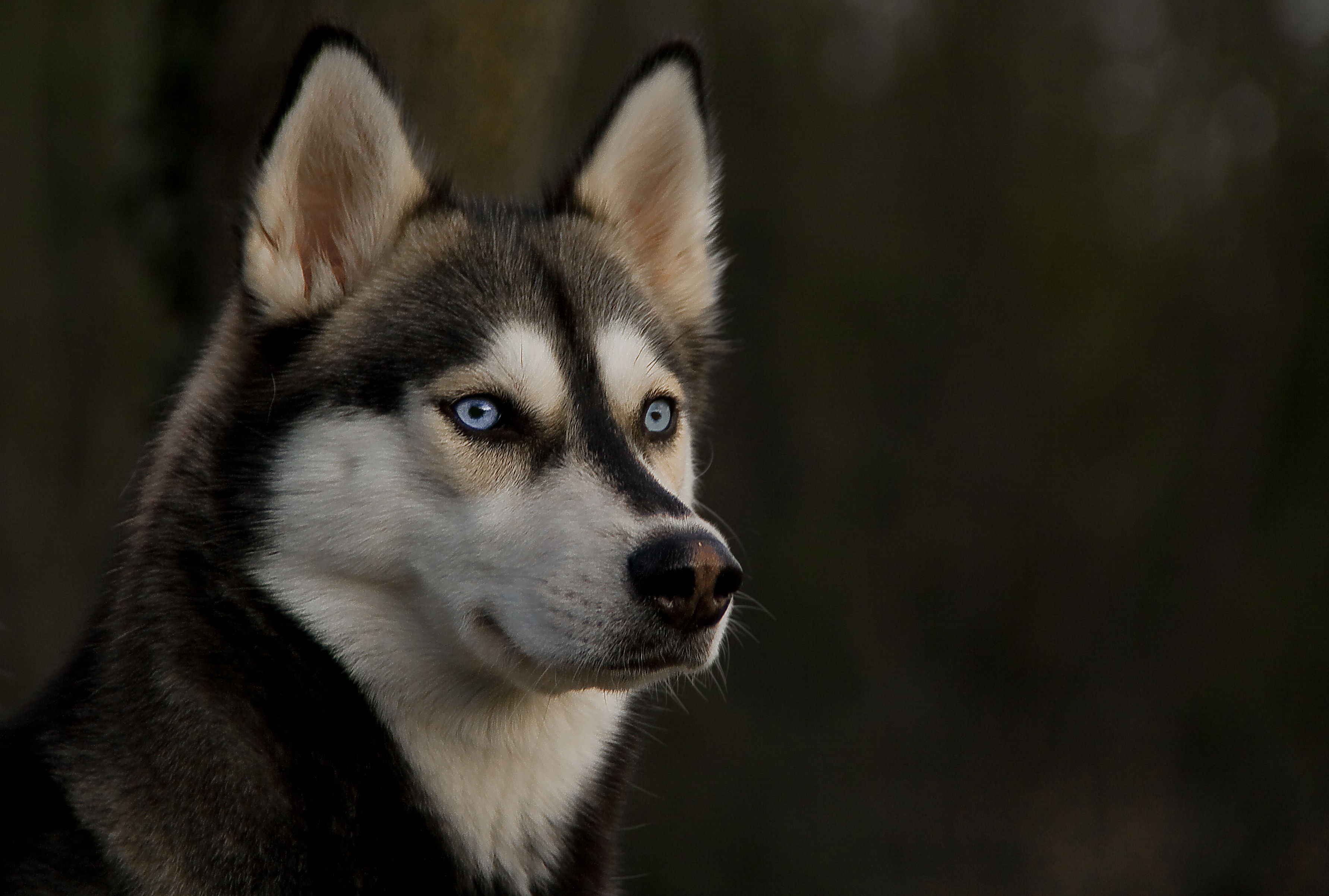 236133 Hintergrundbild herunterladen tiere, sibirischer husky, hund, schlittenhund, hunde - Bildschirmschoner und Bilder kostenlos